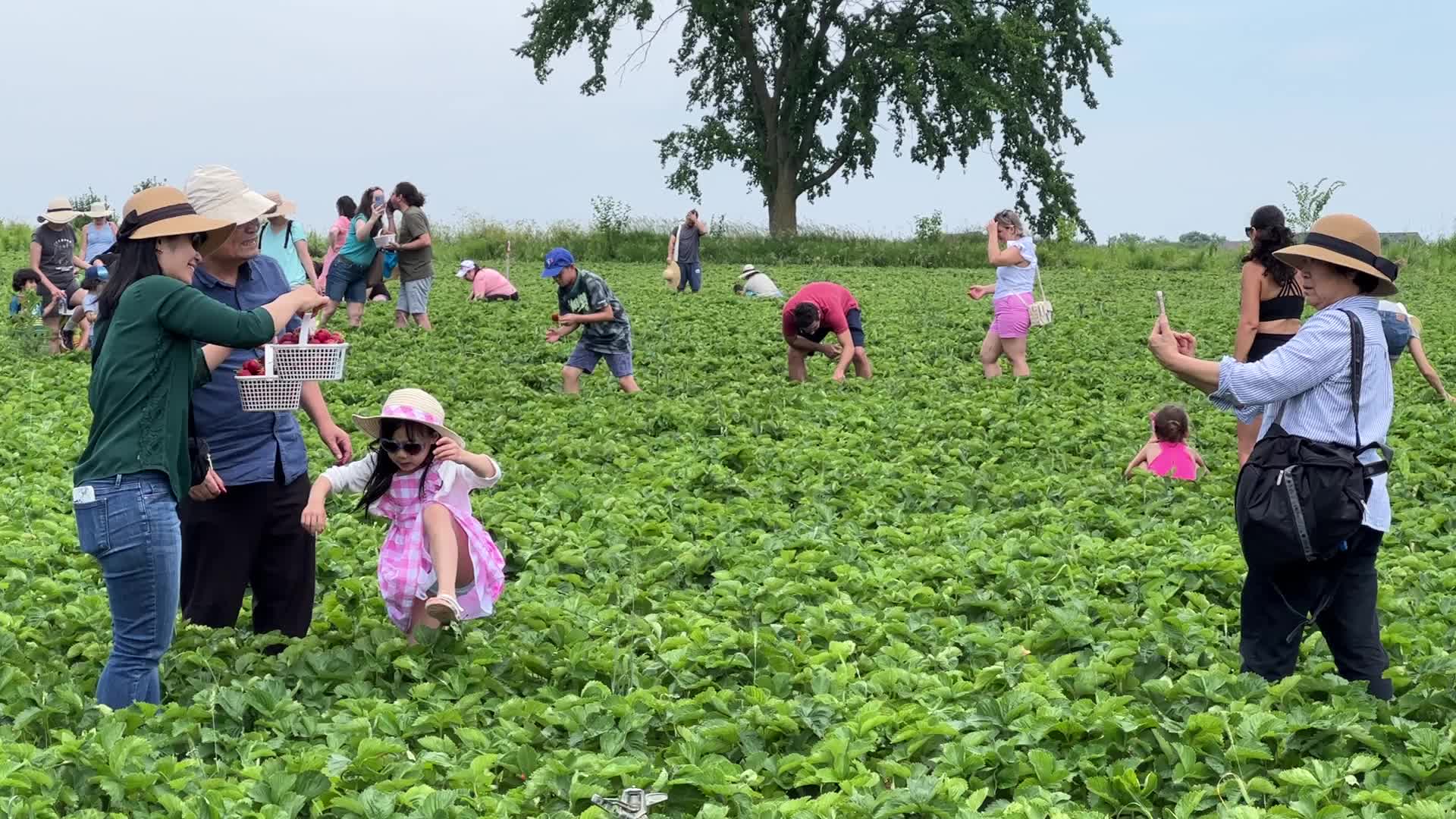 Strawberry picking in Canada