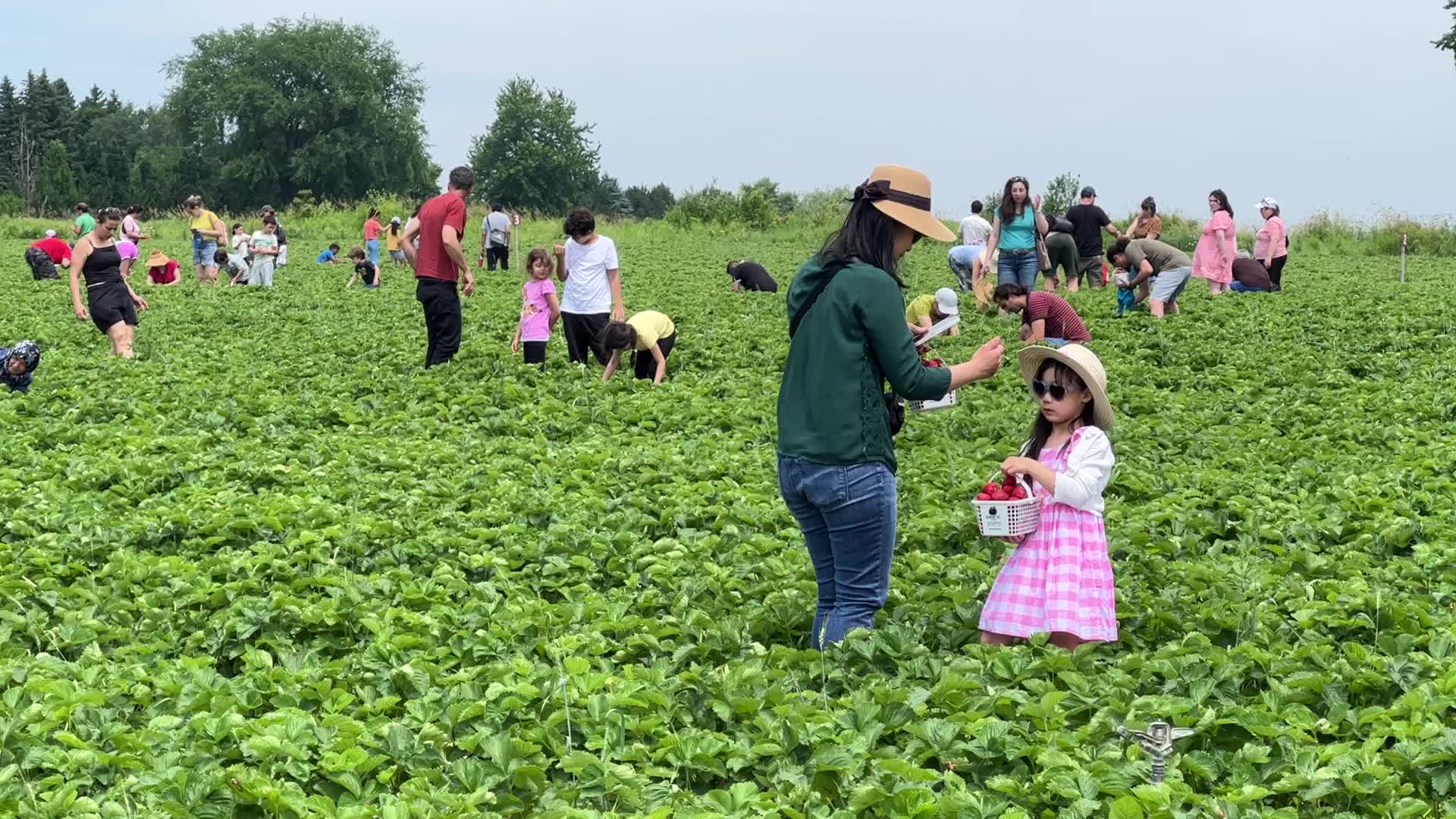 Strawberry picking in Canada