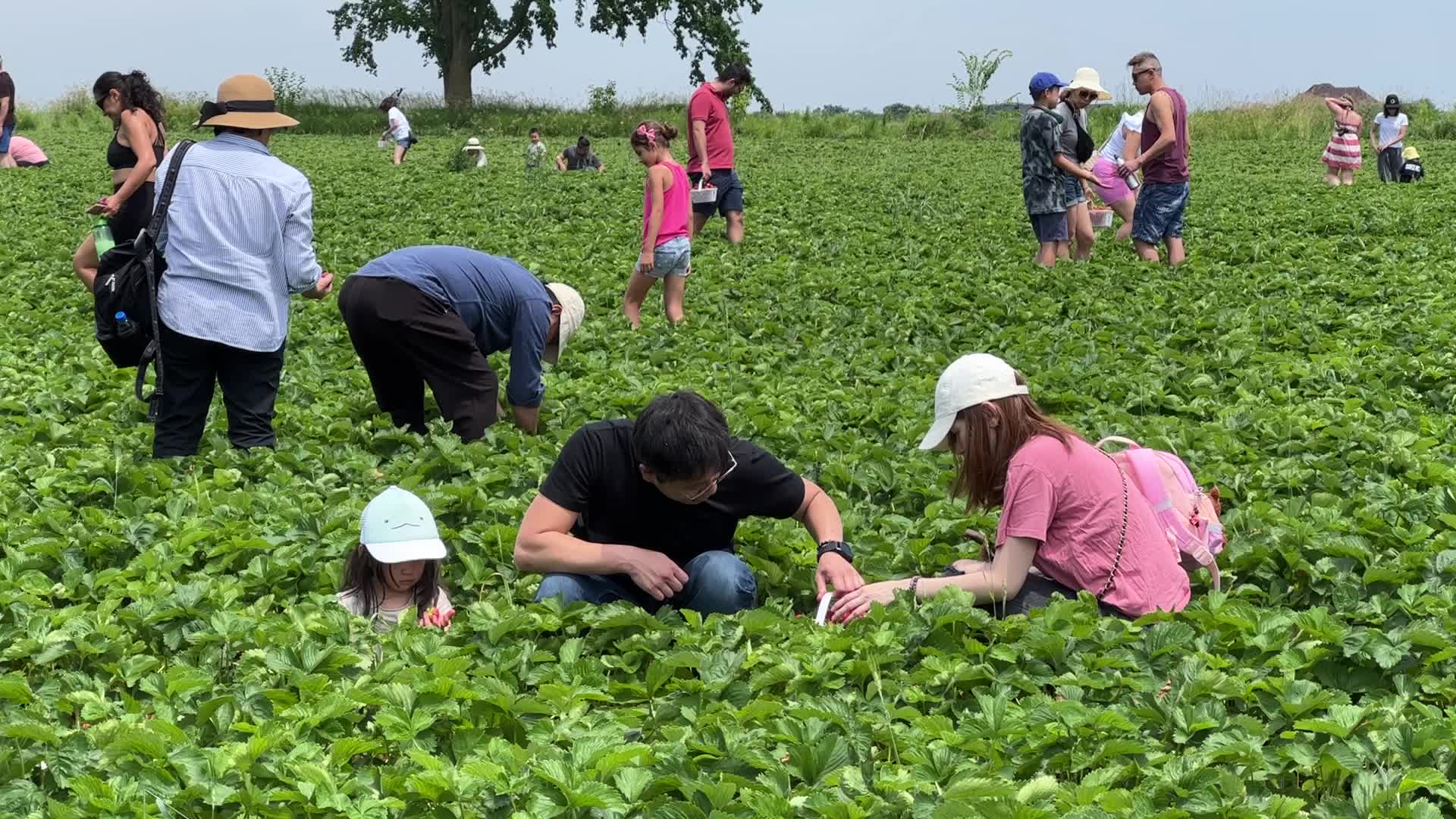 Strawberry picking in Canada