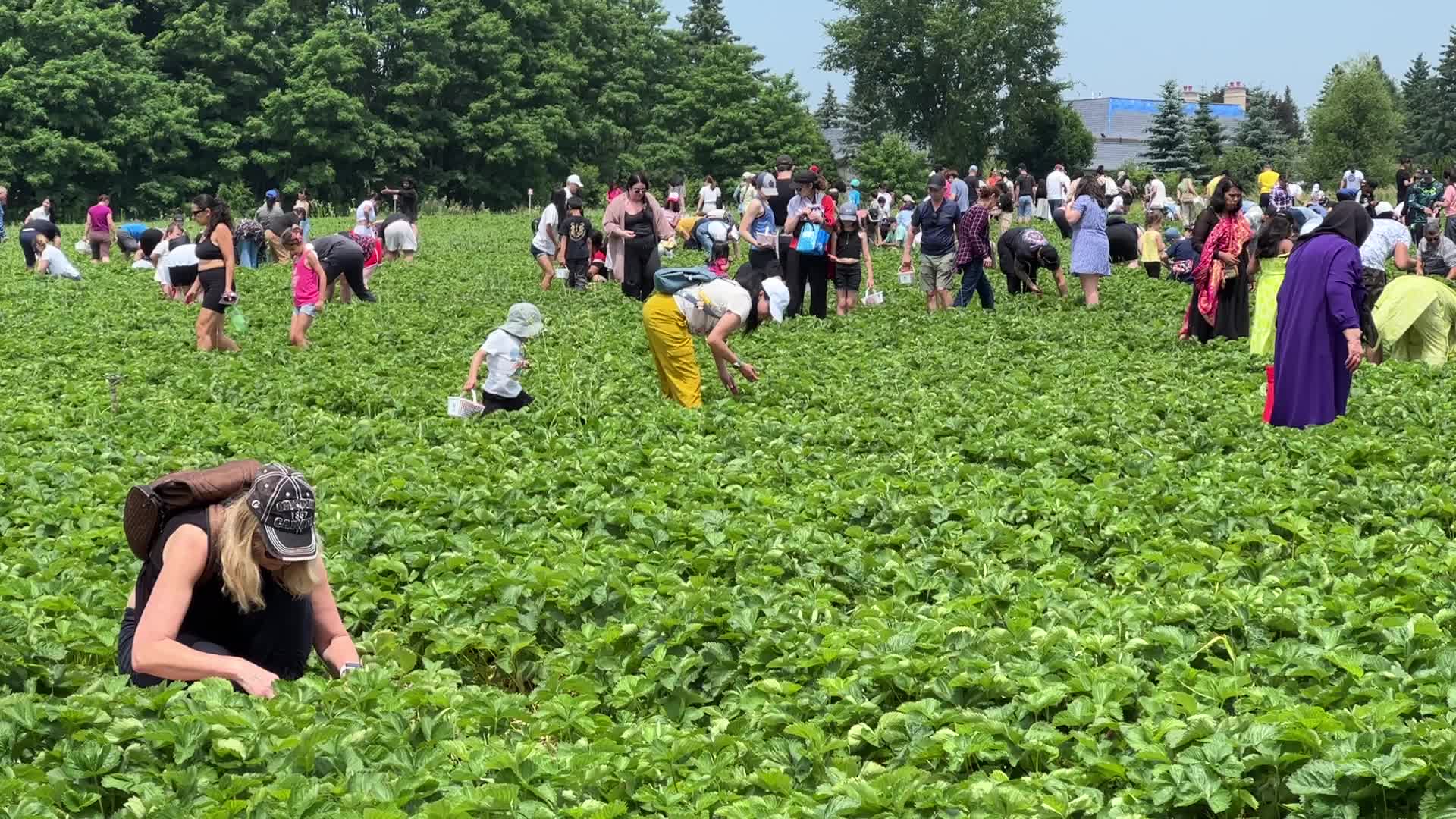 Strawberry picking in Canada