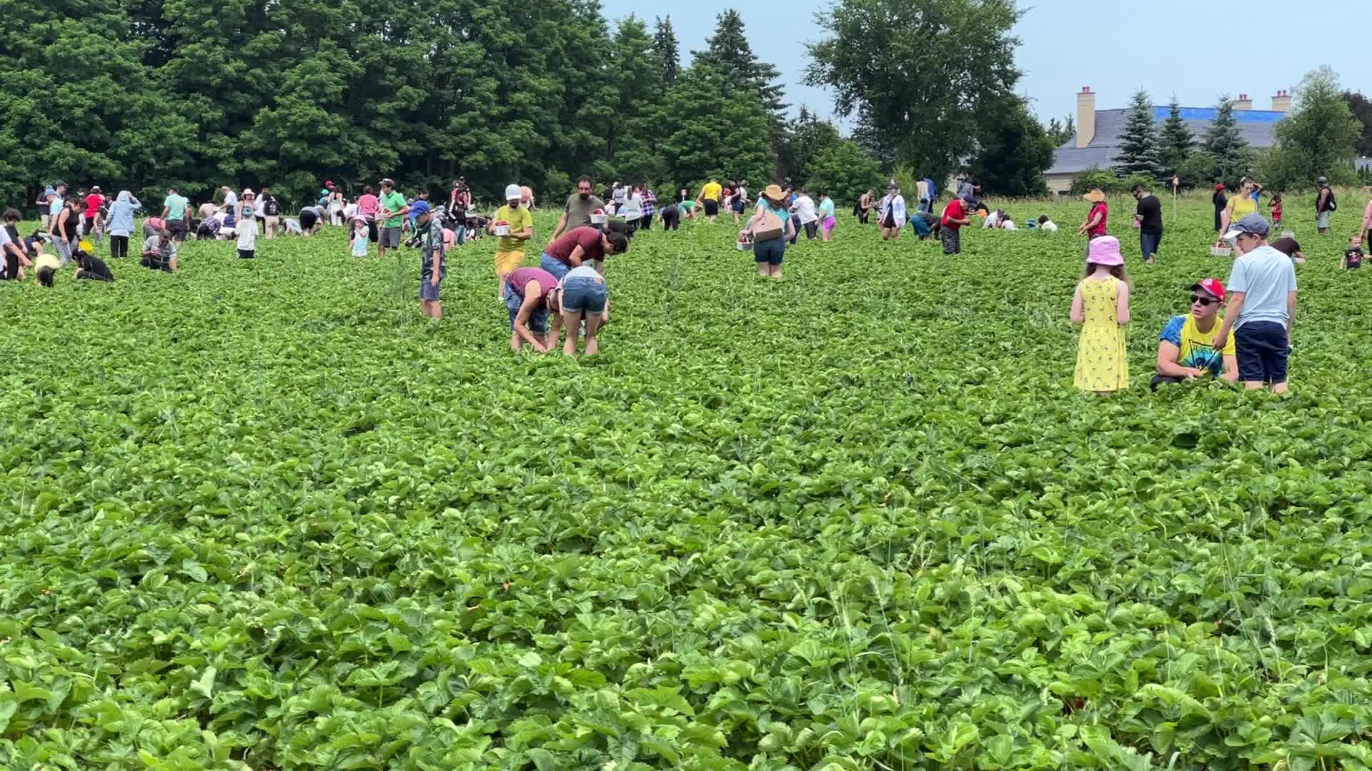 Strawberry picking in Canada