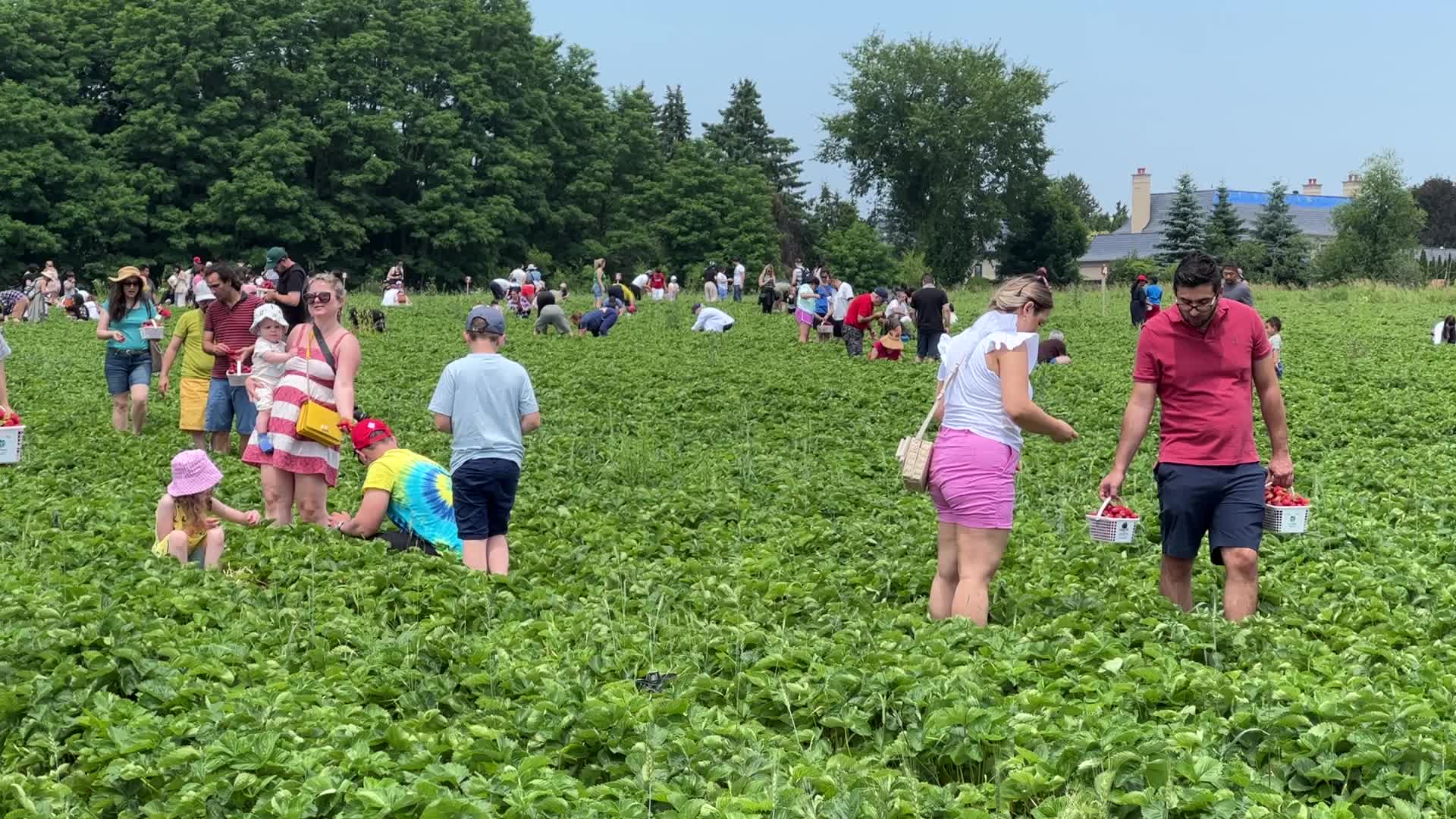 Strawberry picking in Canada