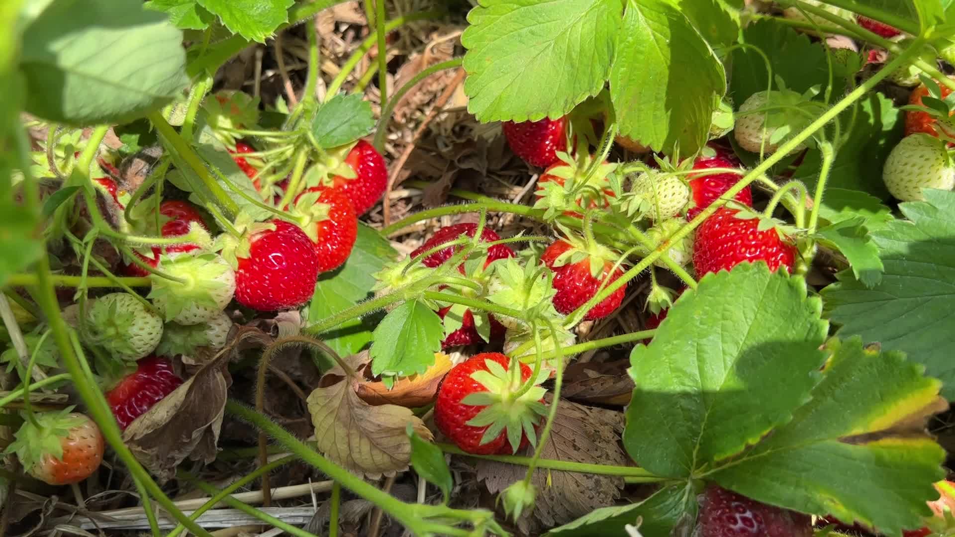 Strawberry picking in Canada