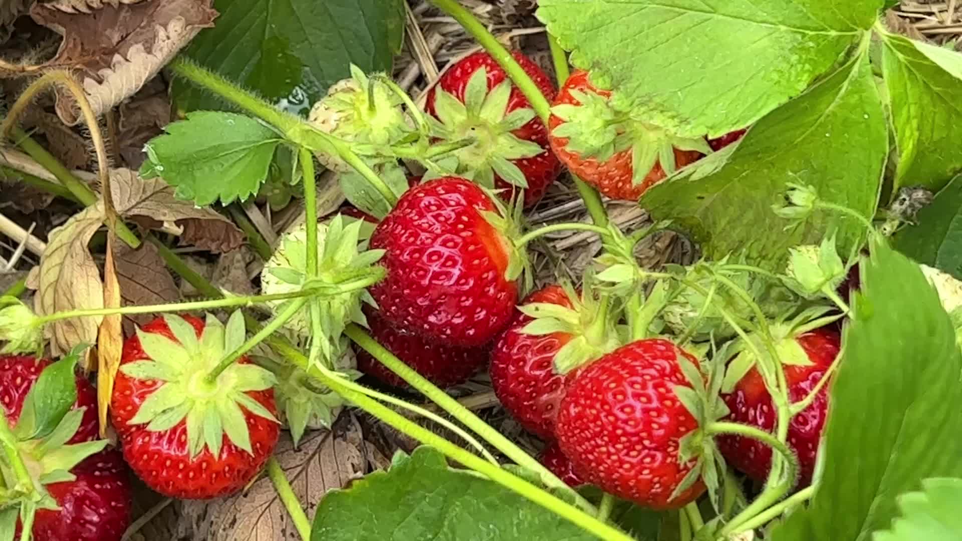Strawberry picking in Canada