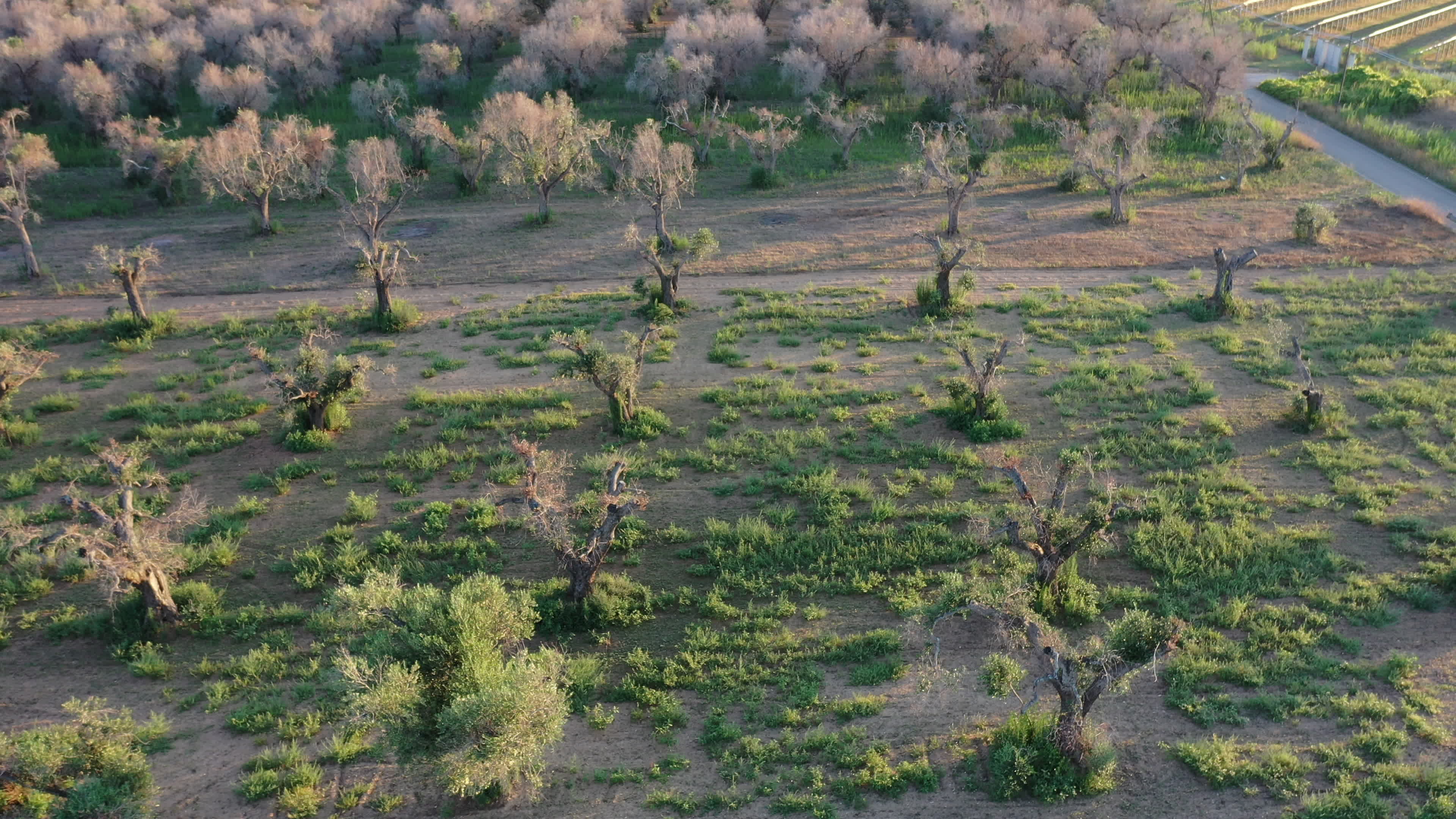 Olives Crisis In Italy Due Bacteria 'Xylella Fastidiosa'