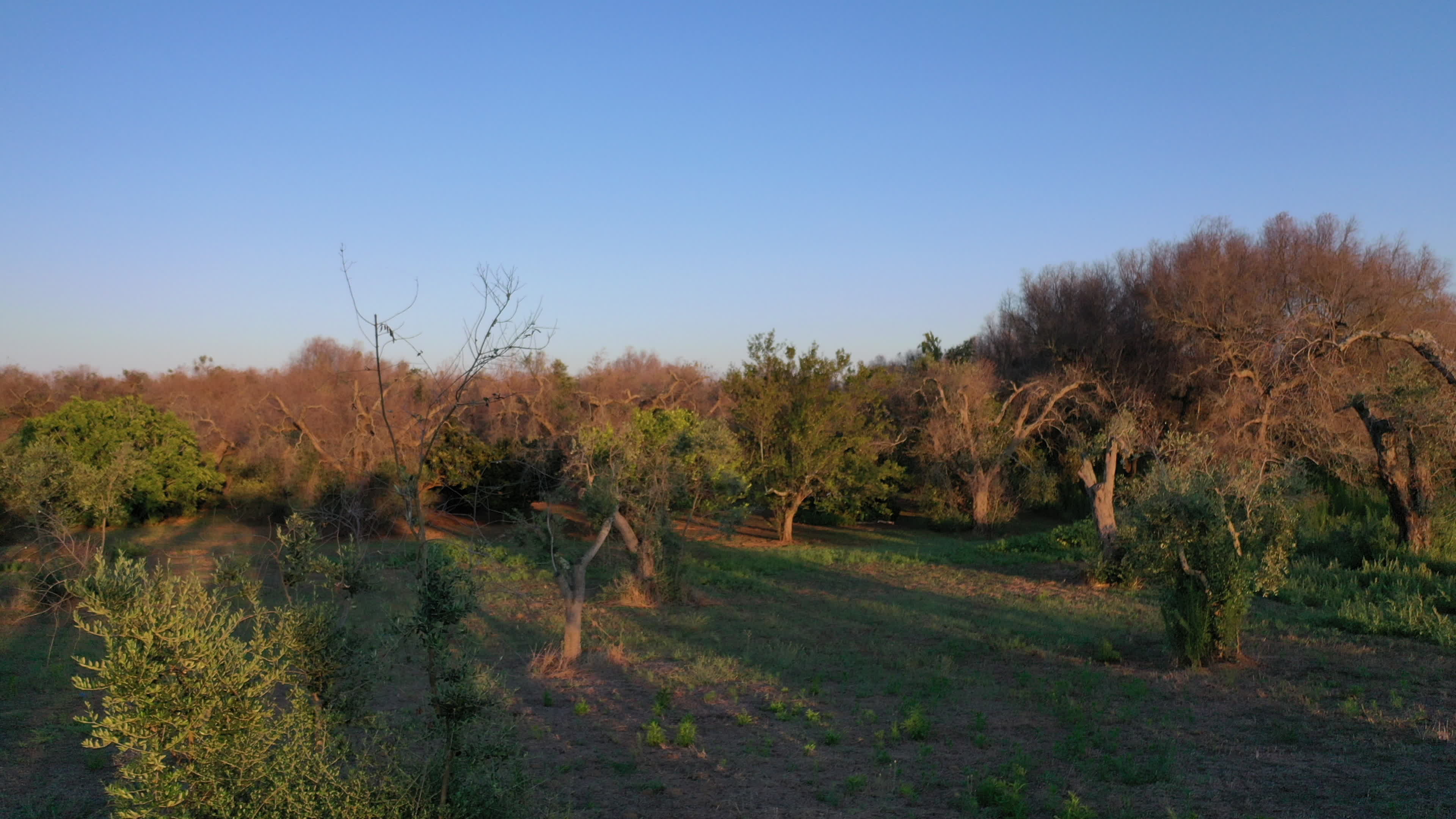 Olives Crisis In Italy Due Bacteria 'Xylella Fastidiosa'