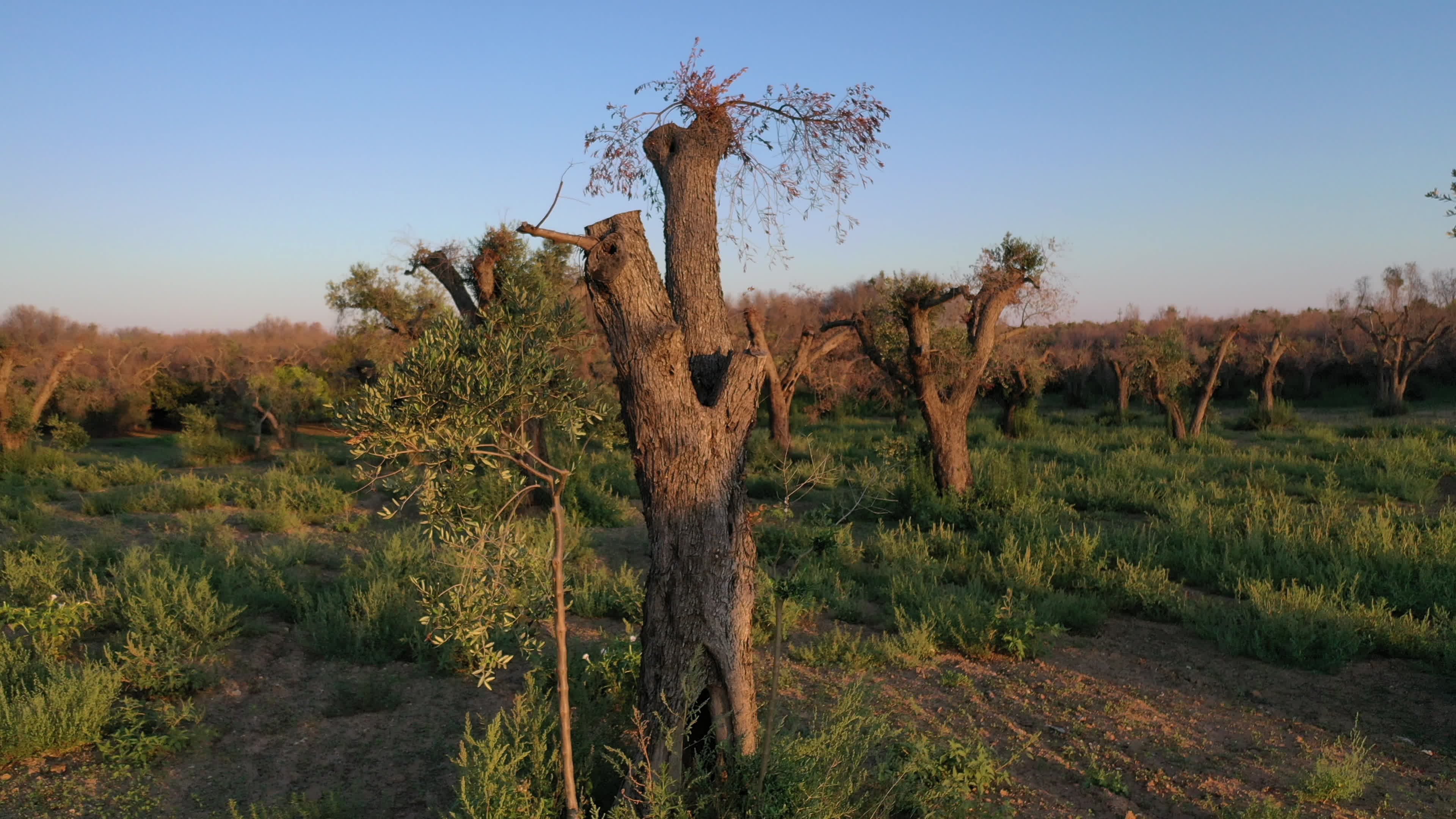 Olives Crisis In Italy Due Bacteria 'Xylella Fastidiosa'