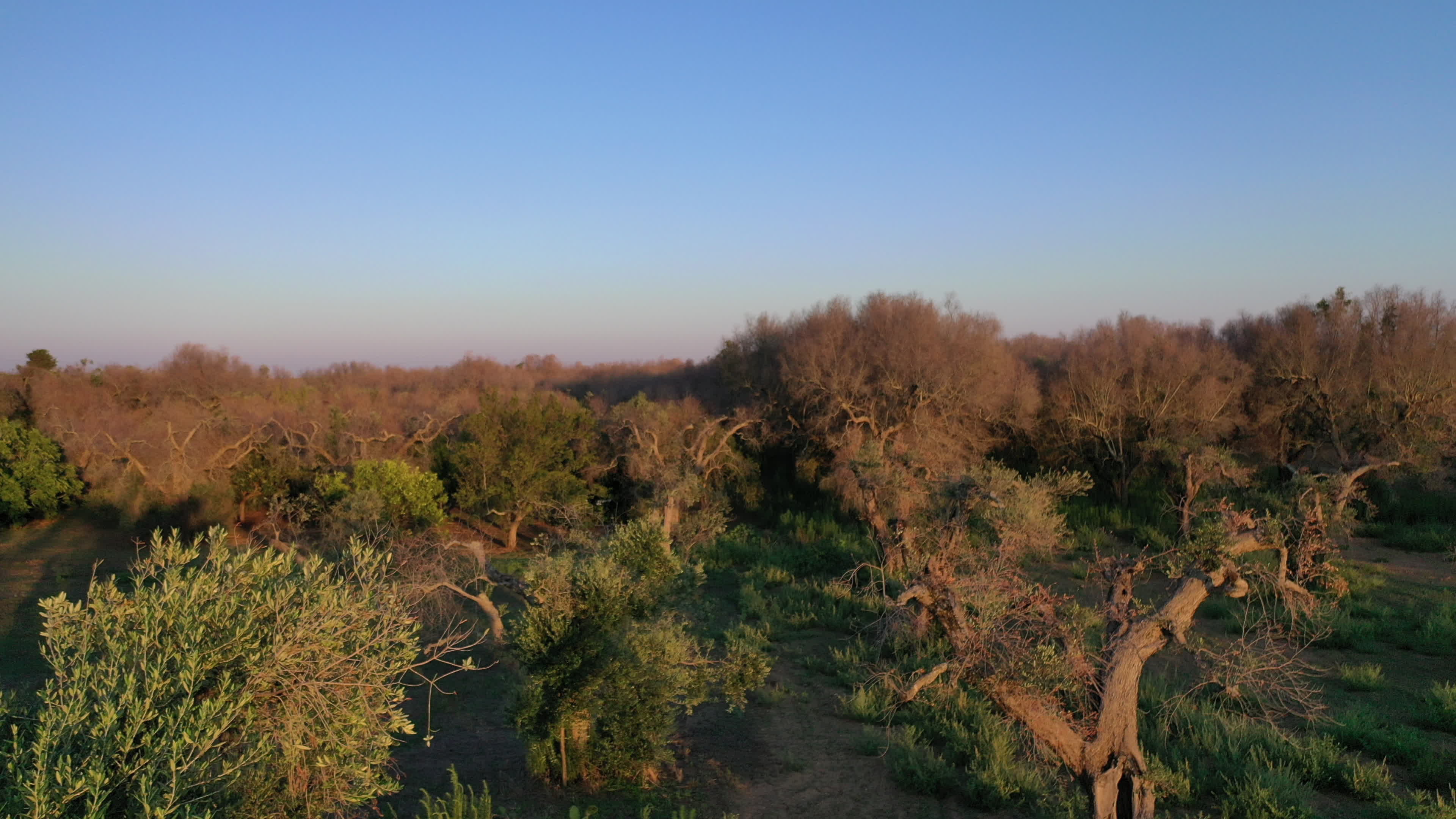 Olives Crisis In Italy Due Bacteria 'Xylella Fastidiosa'