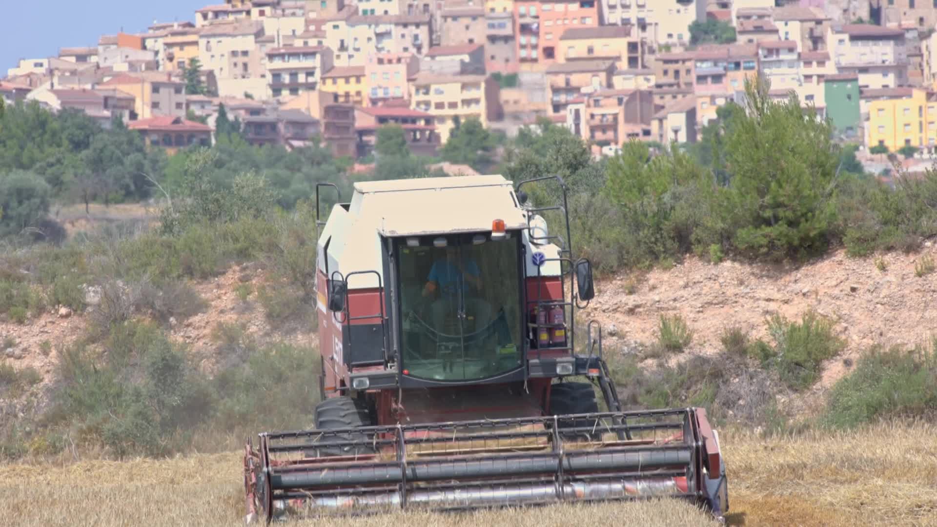 Spanish Farmers Mowing A Wheat Field