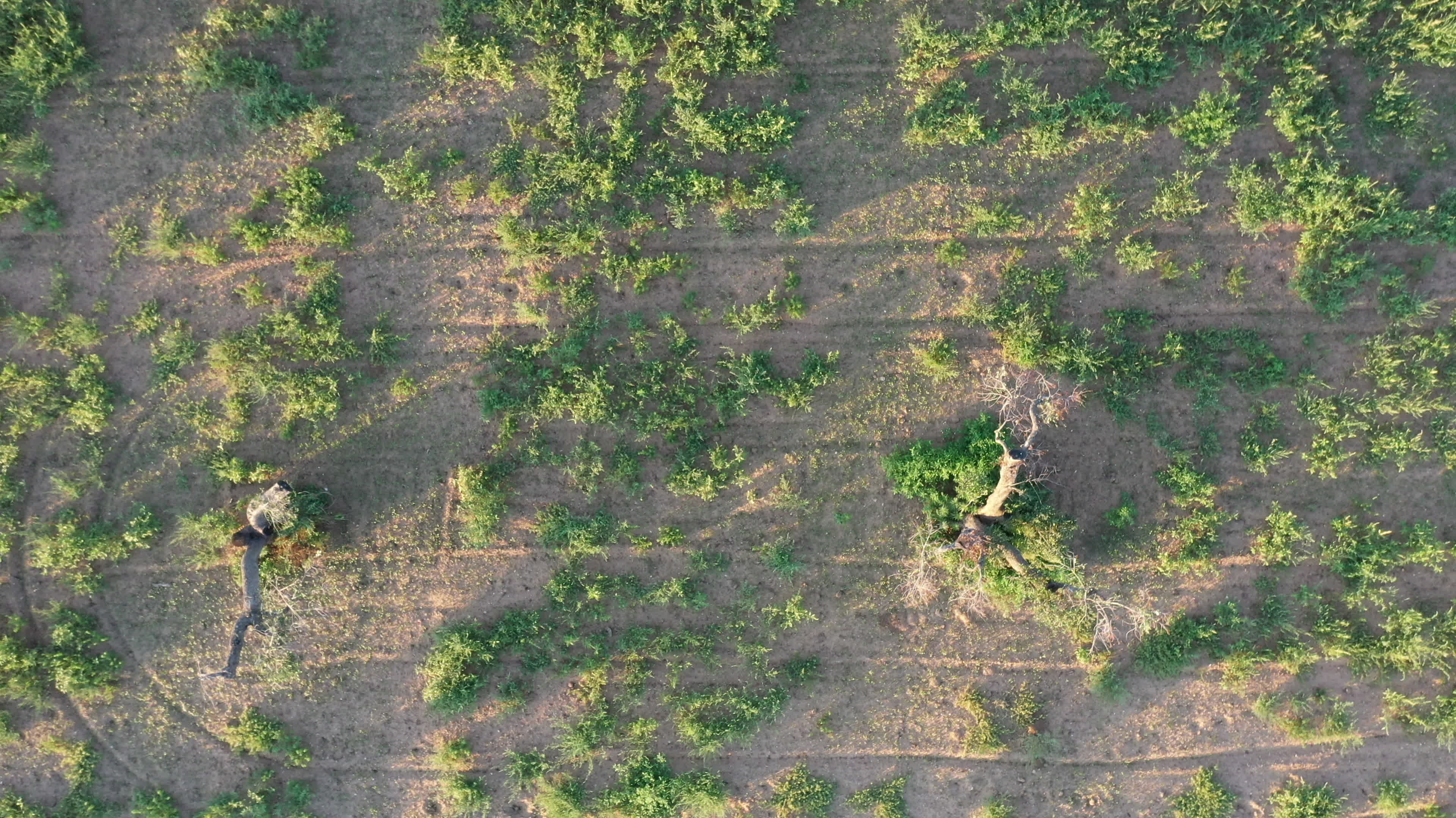 Olives Crisis In Italy Due Bacteria 'Xylella Fastidiosa'