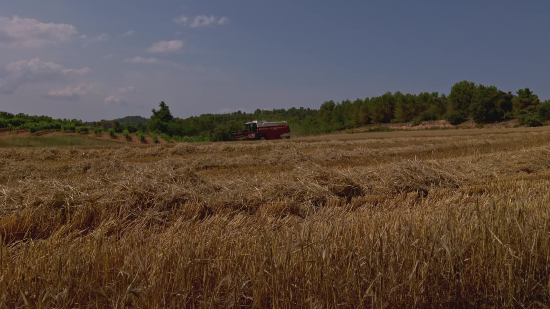 Spanish Farmers Mowing A Wheat Field