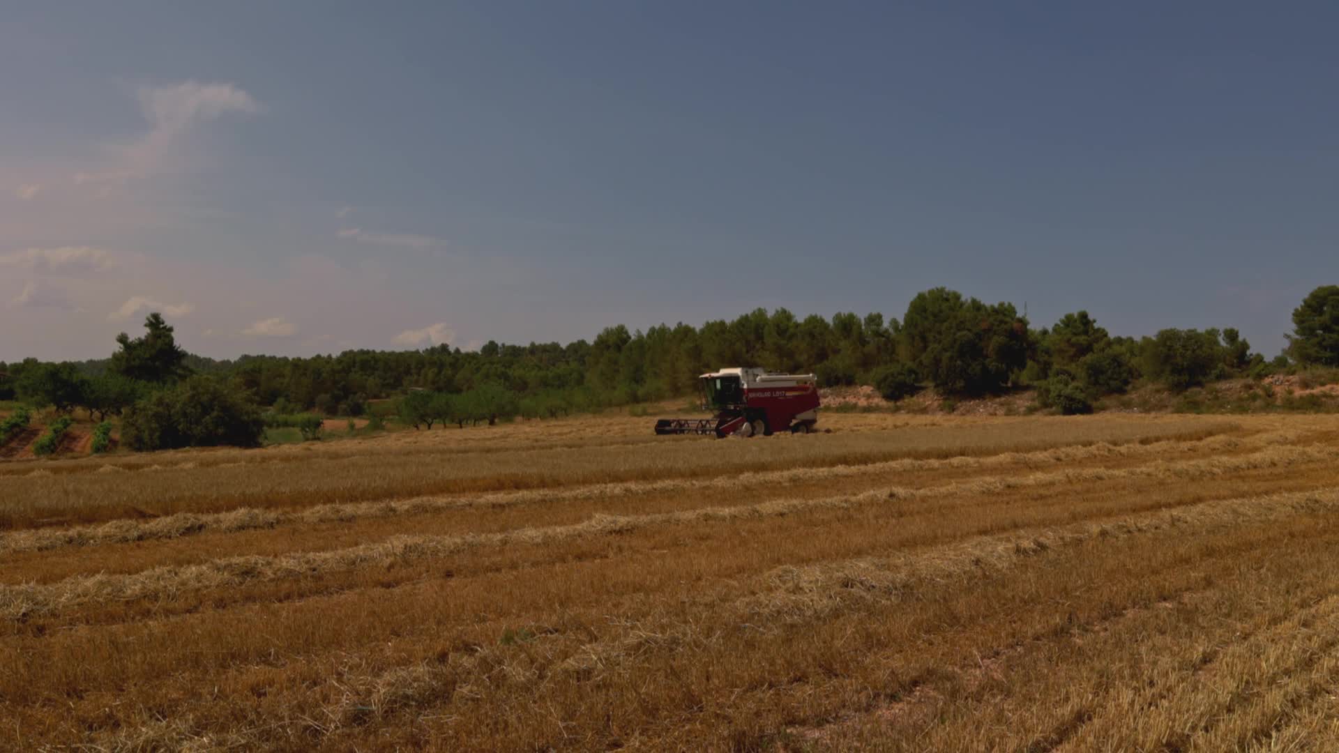 Spanish Farmers Mowing A Wheat Field
