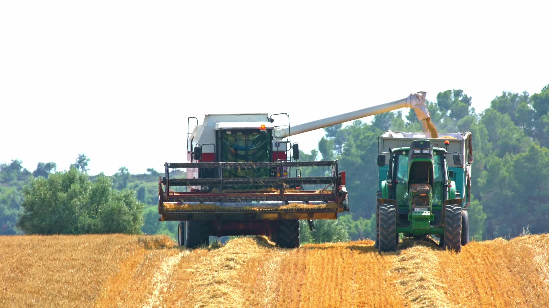 Spanish Farmers Mowing A Wheat Field