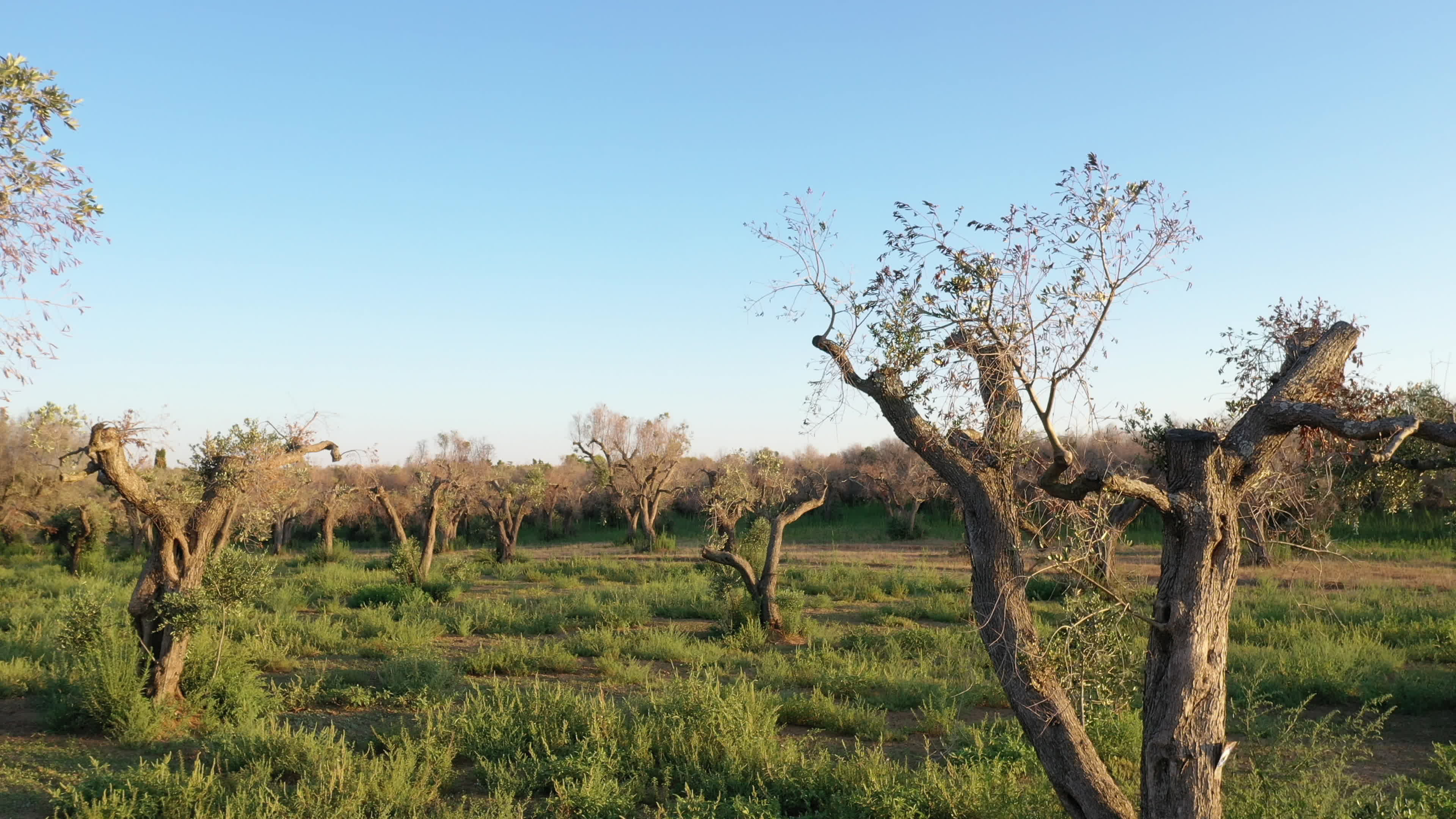 Olives Crisis In Italy Due Bacteria 'Xylella Fastidiosa'