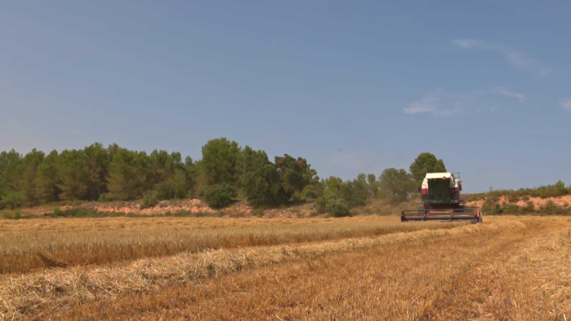 Spanish Farmers Mowing A Wheat Field