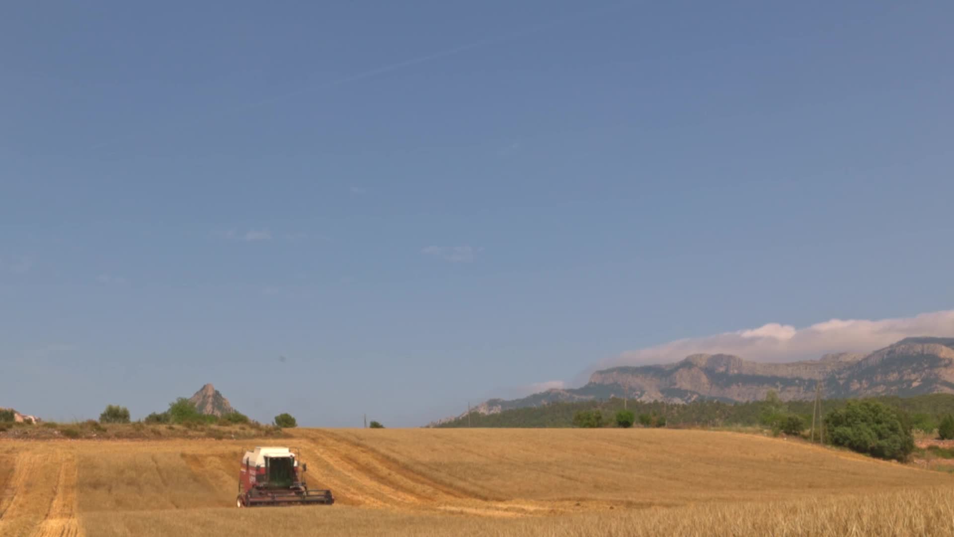 Spanish Farmers Mowing A Wheat Field