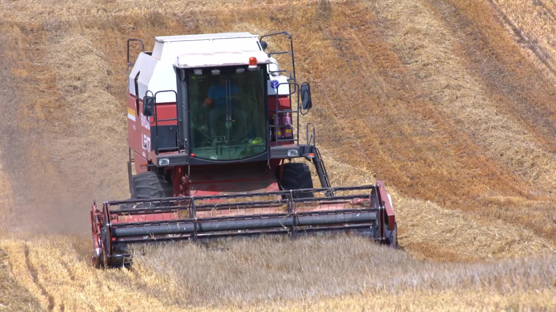 Spanish Farmers Mowing A Wheat Field