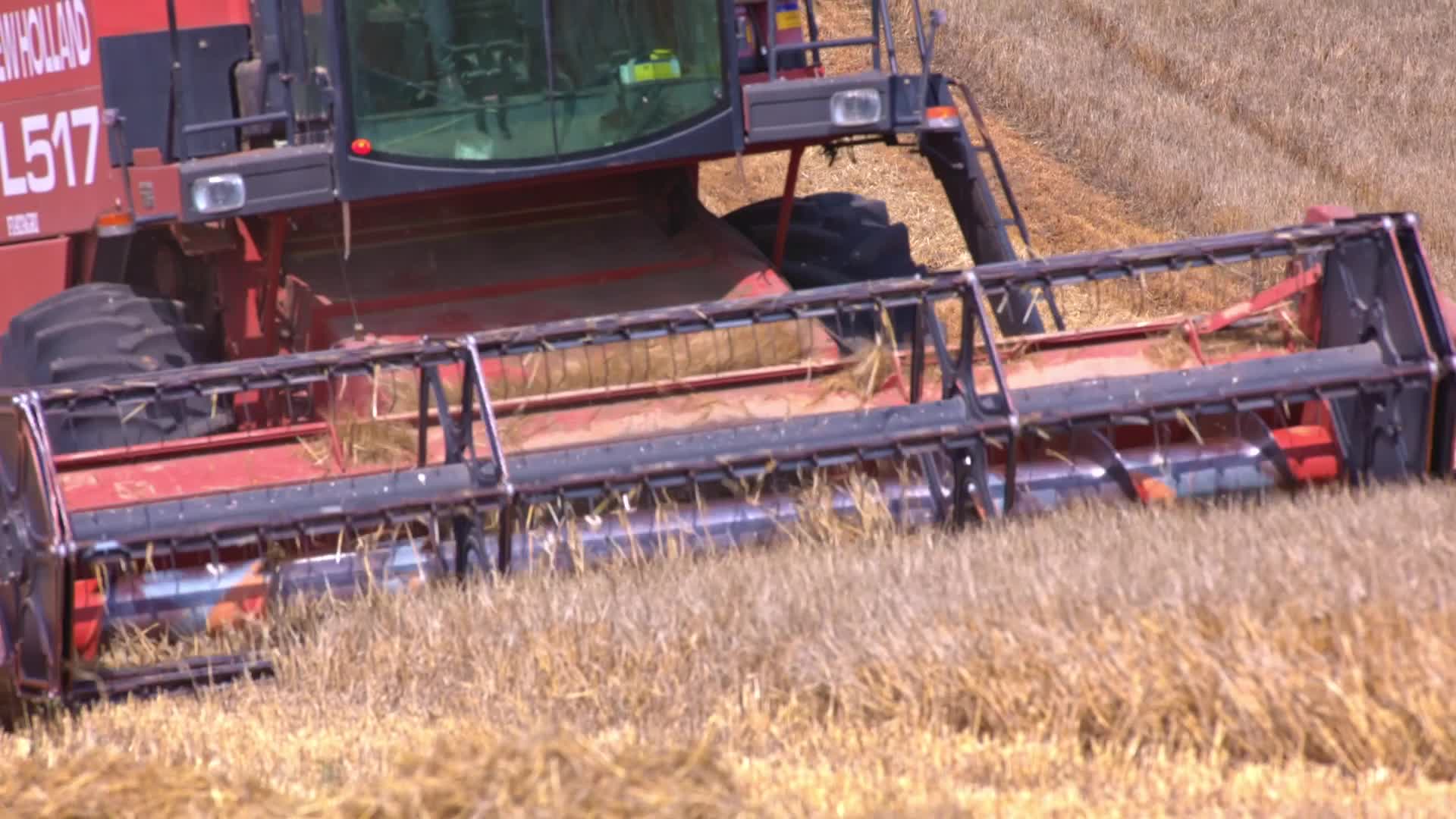 Spanish Farmers Mowing A Wheat Field