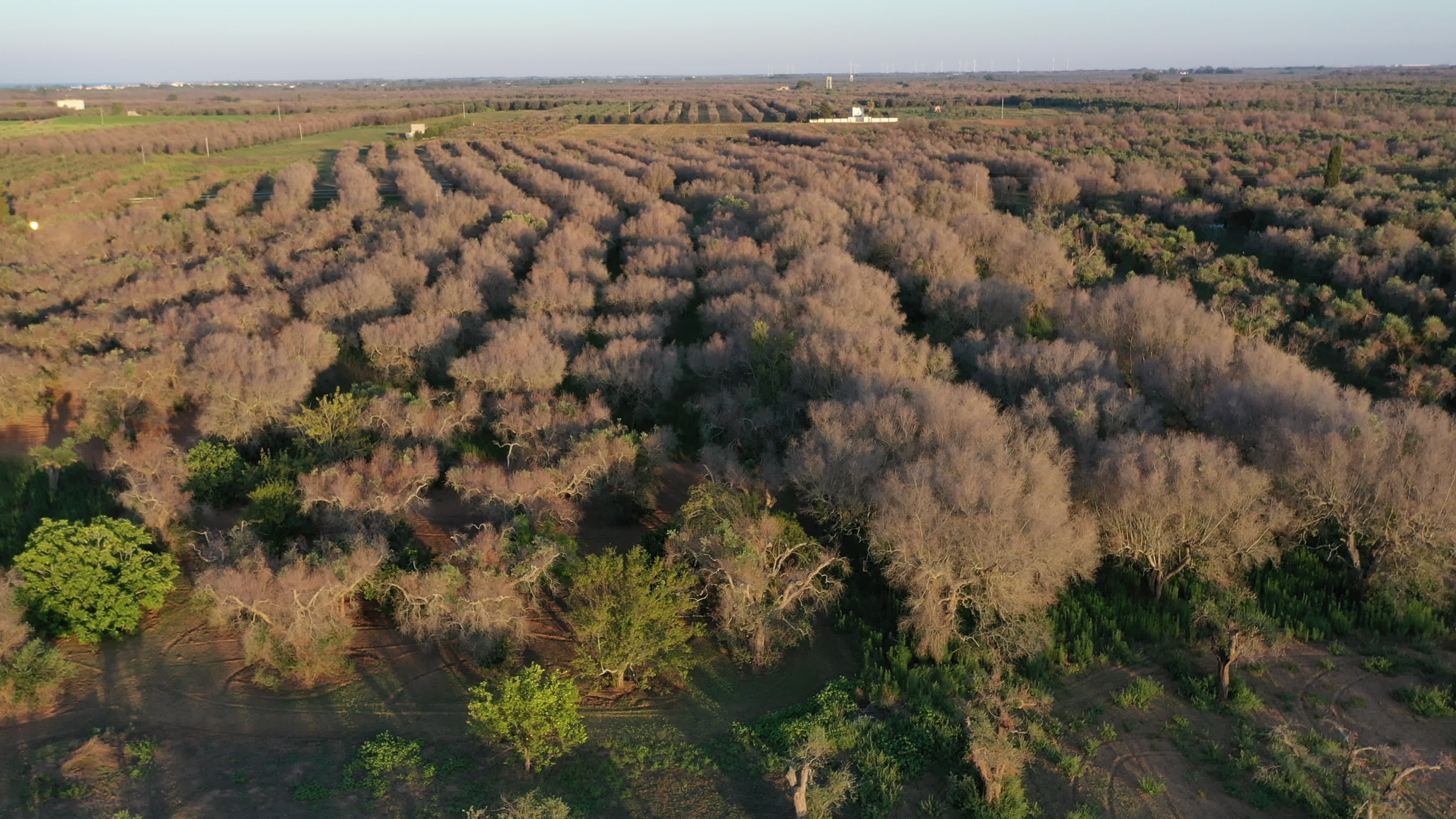 Olives Crisis In Italy Due Bacteria 'Xylella Fastidiosa'