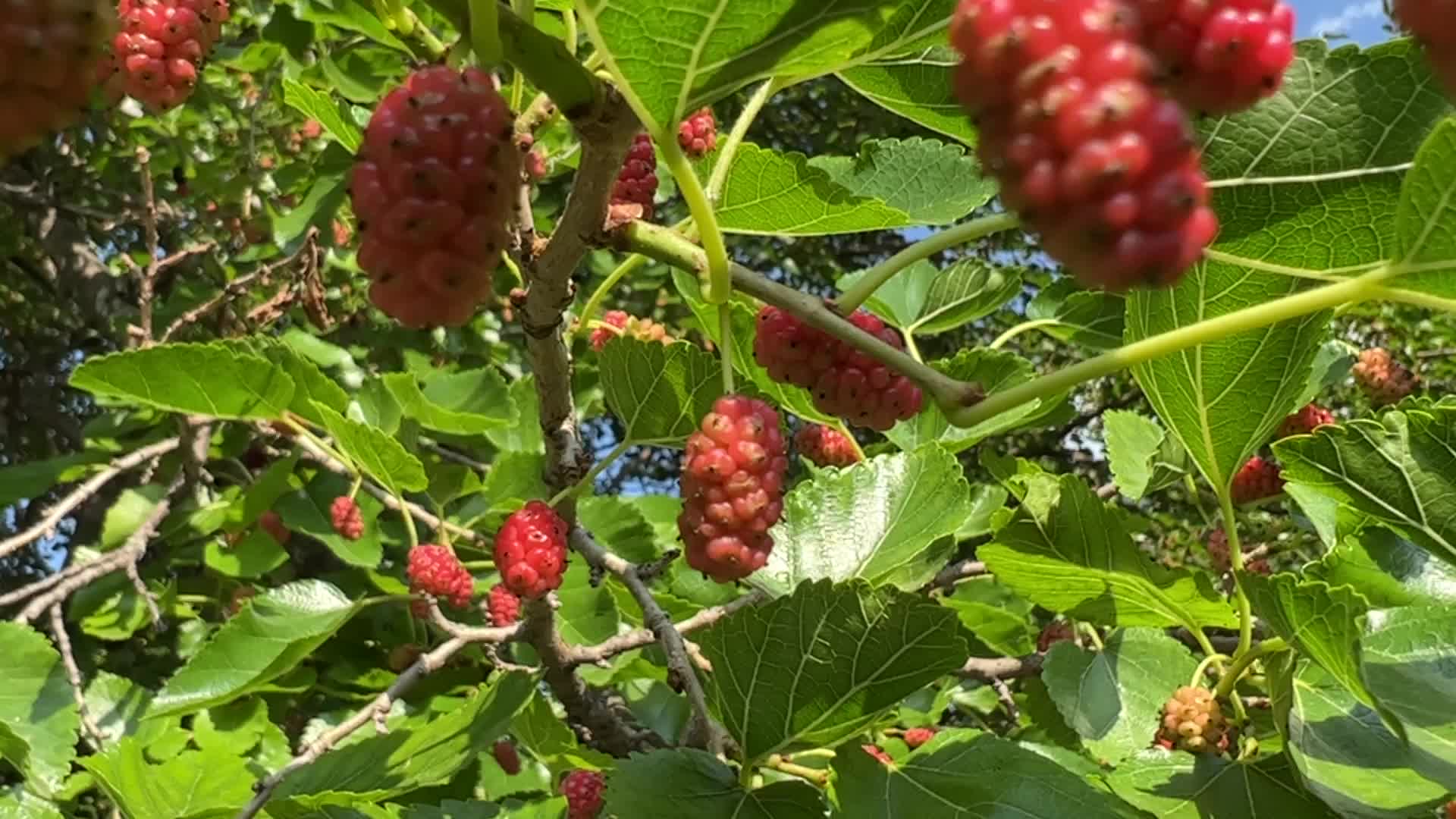Mulberry fruit in Canada