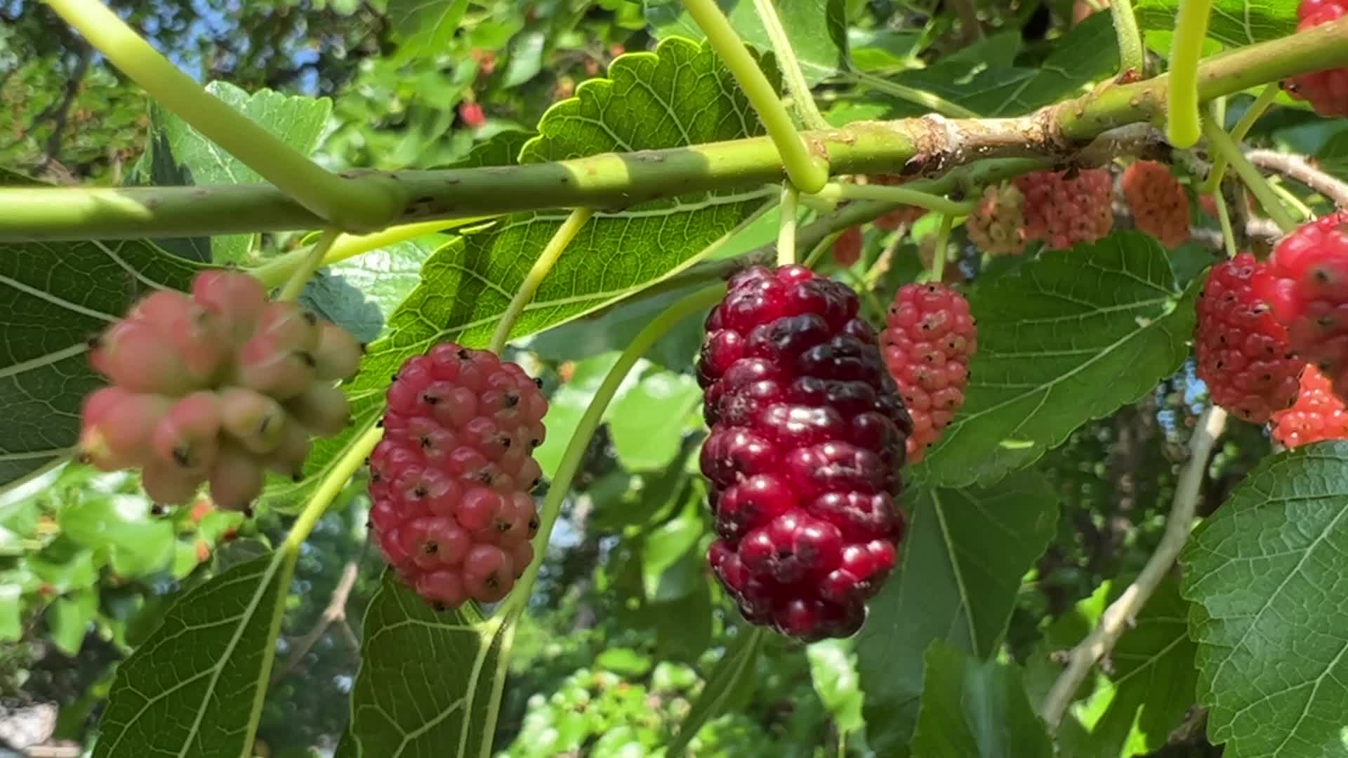 Mulberry fruit in Canada