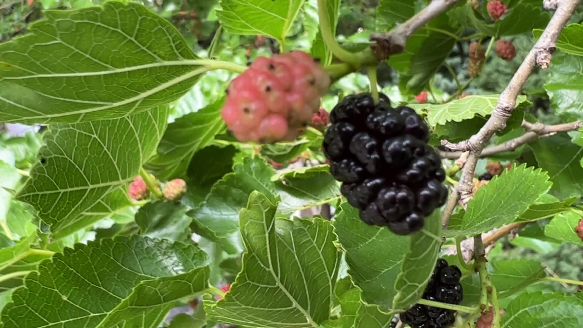 Mulberry fruit in Canada