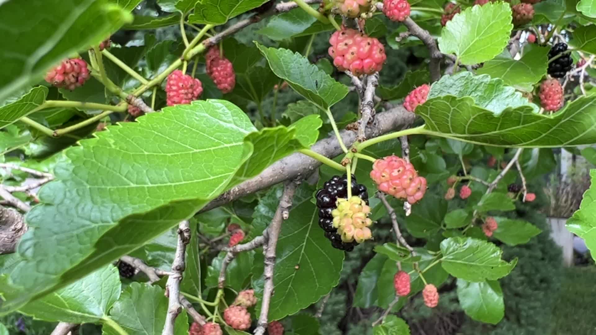 Mulberry fruit in Canada