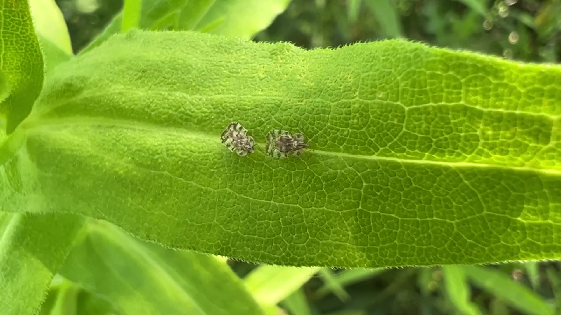 Lace bugs