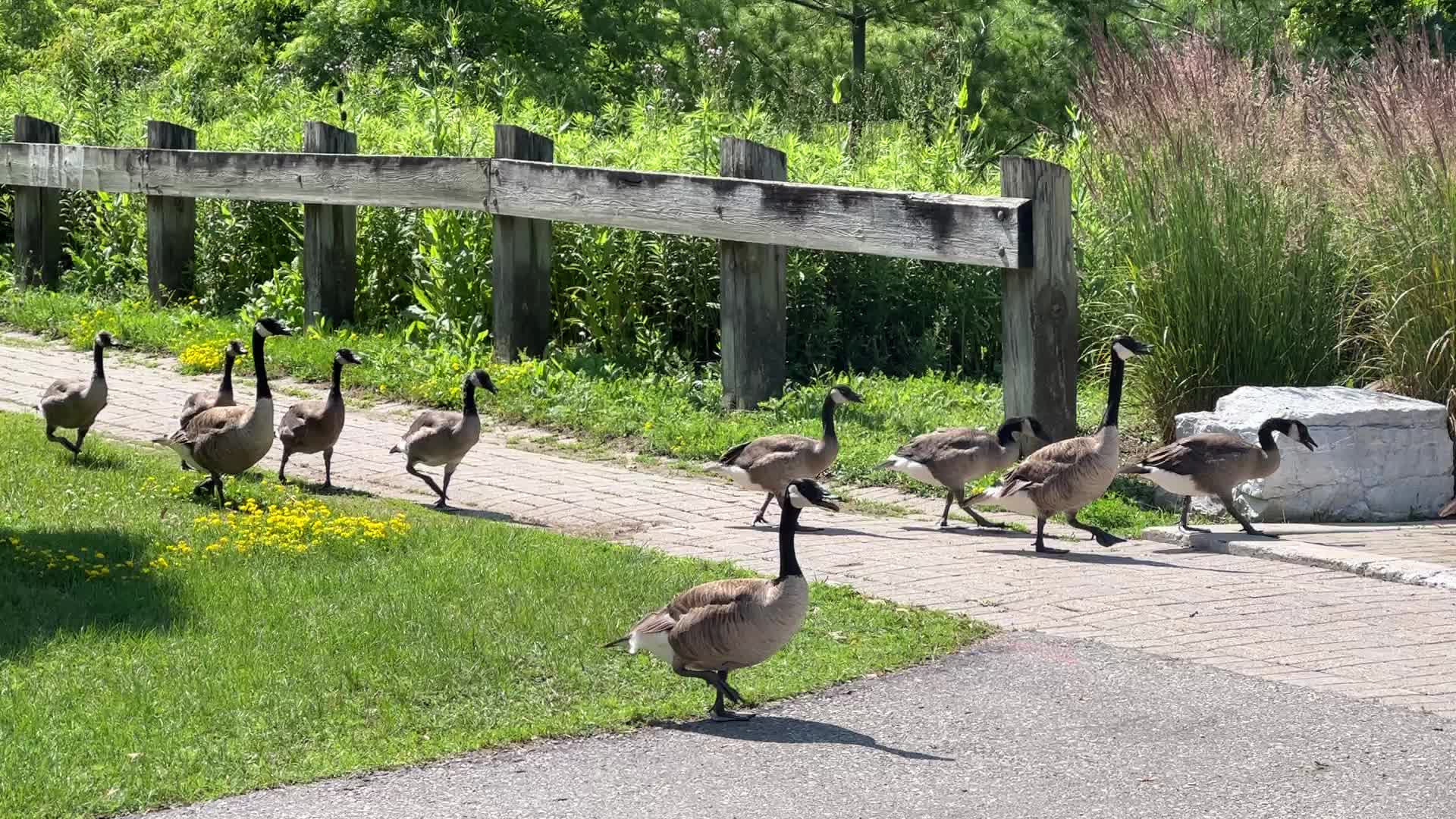 Canada geese