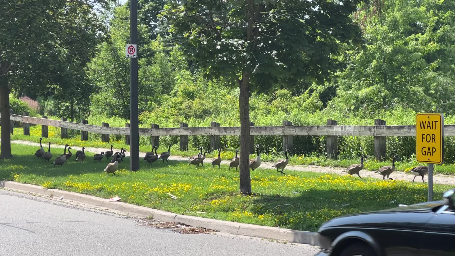 Canada geese