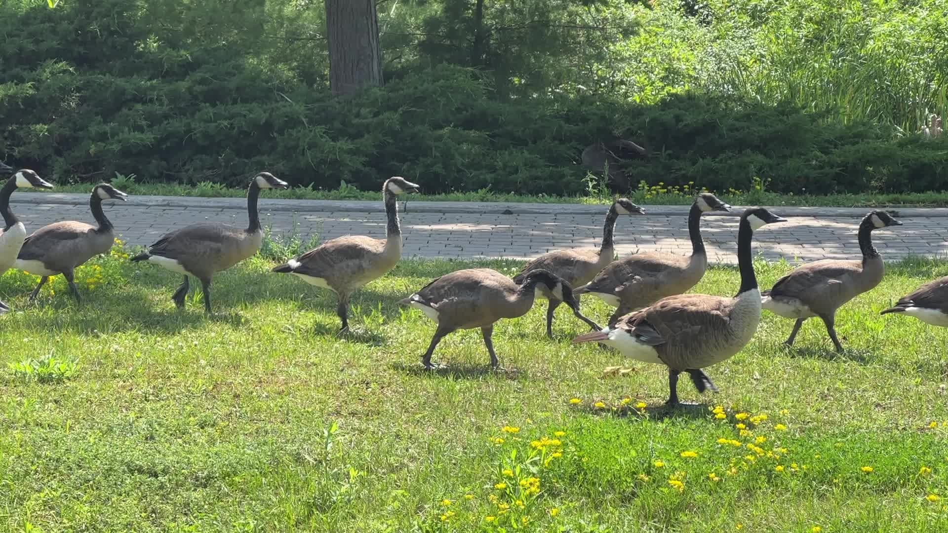 Canada geese