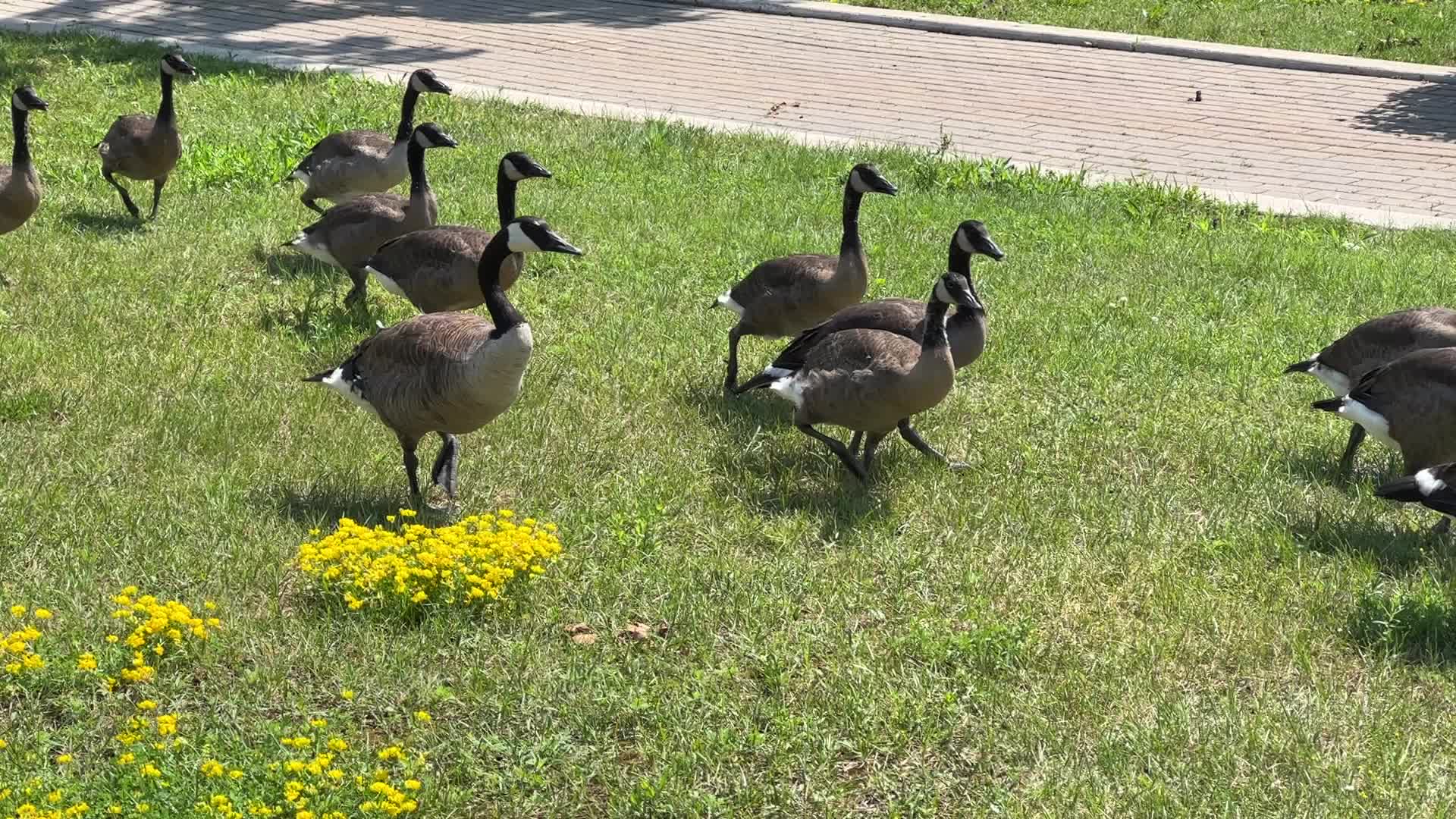 Canada geese