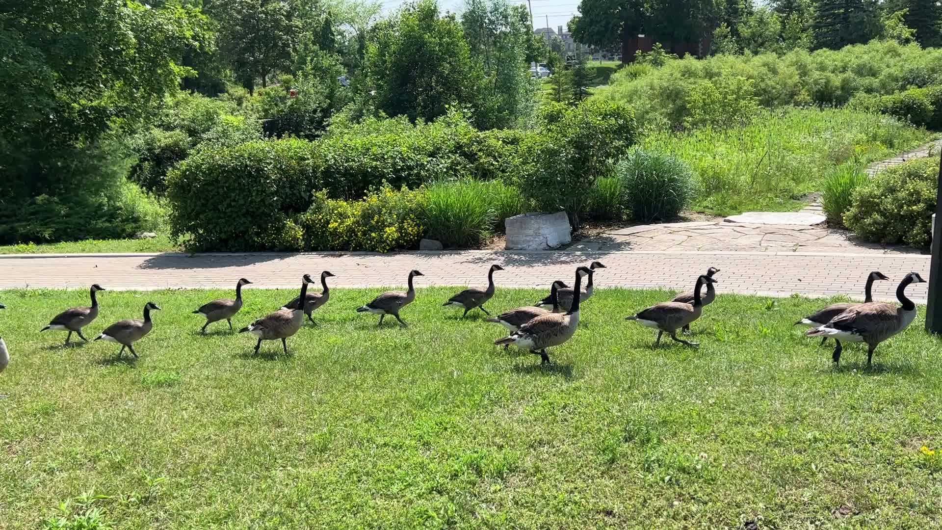 Canada geese