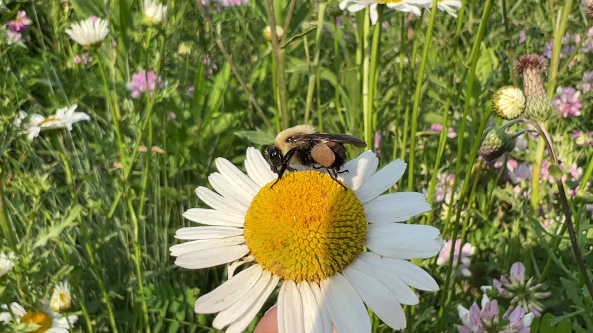 Bumblebee on a daisy flower