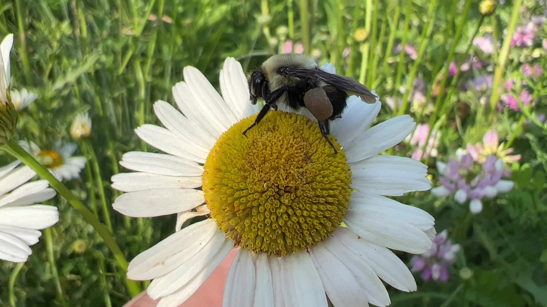 Bumblebee on a daisy flower