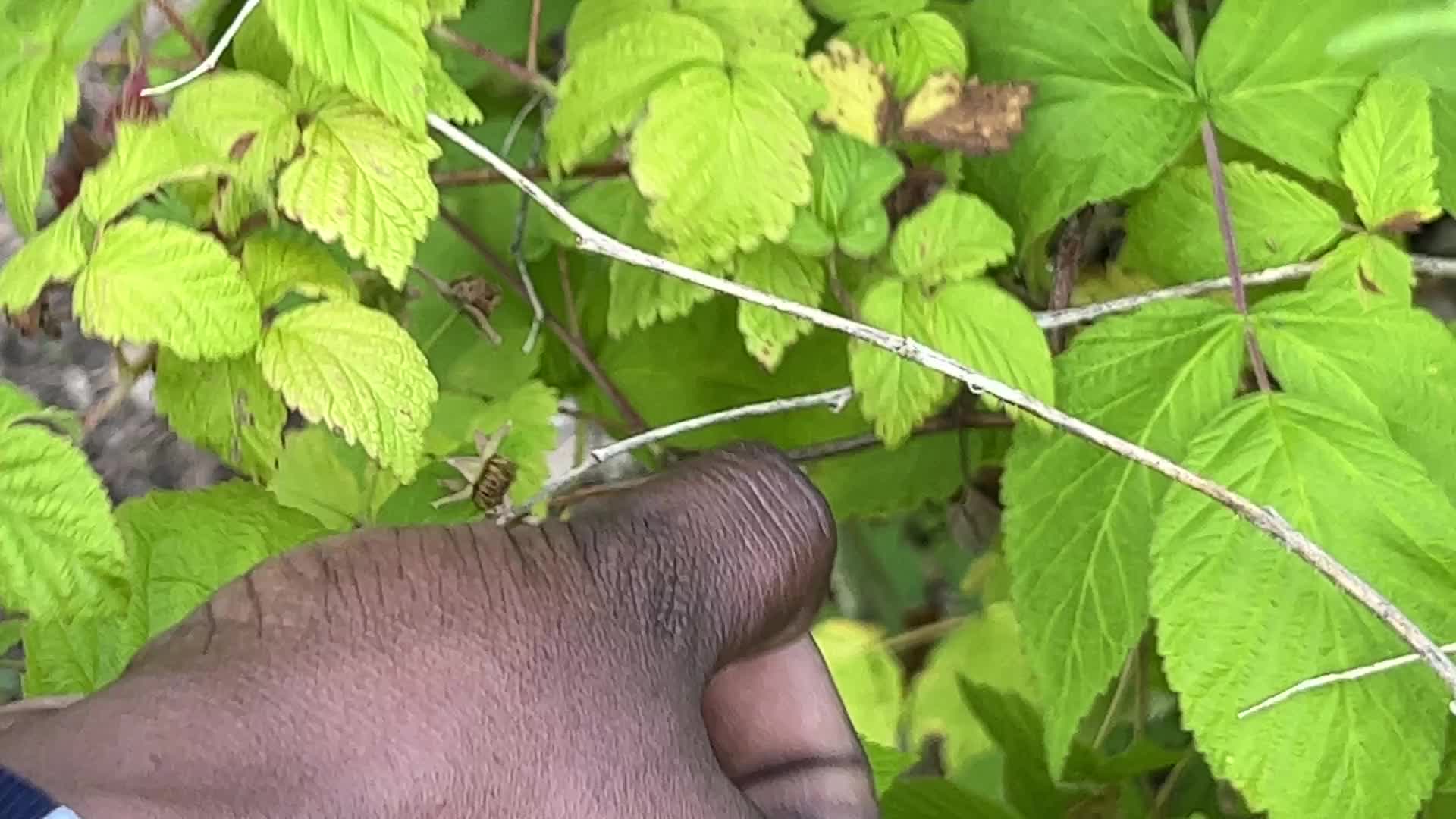 Wild raspberry picking