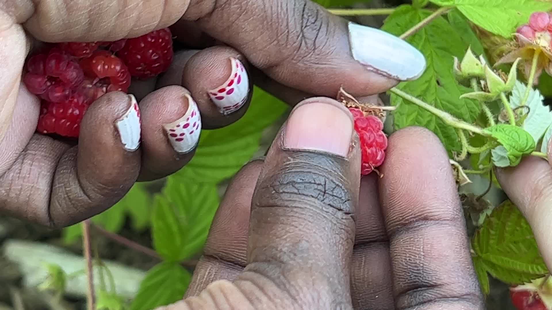Wild raspberry picking