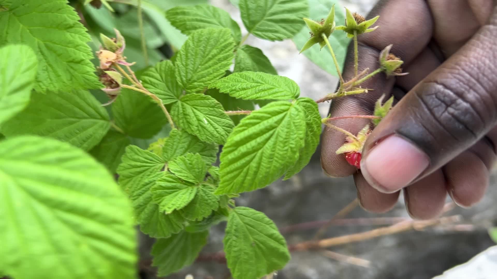 Wild raspberry picking