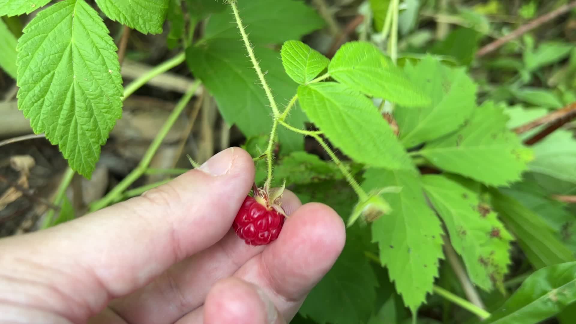 Wild raspberry picking