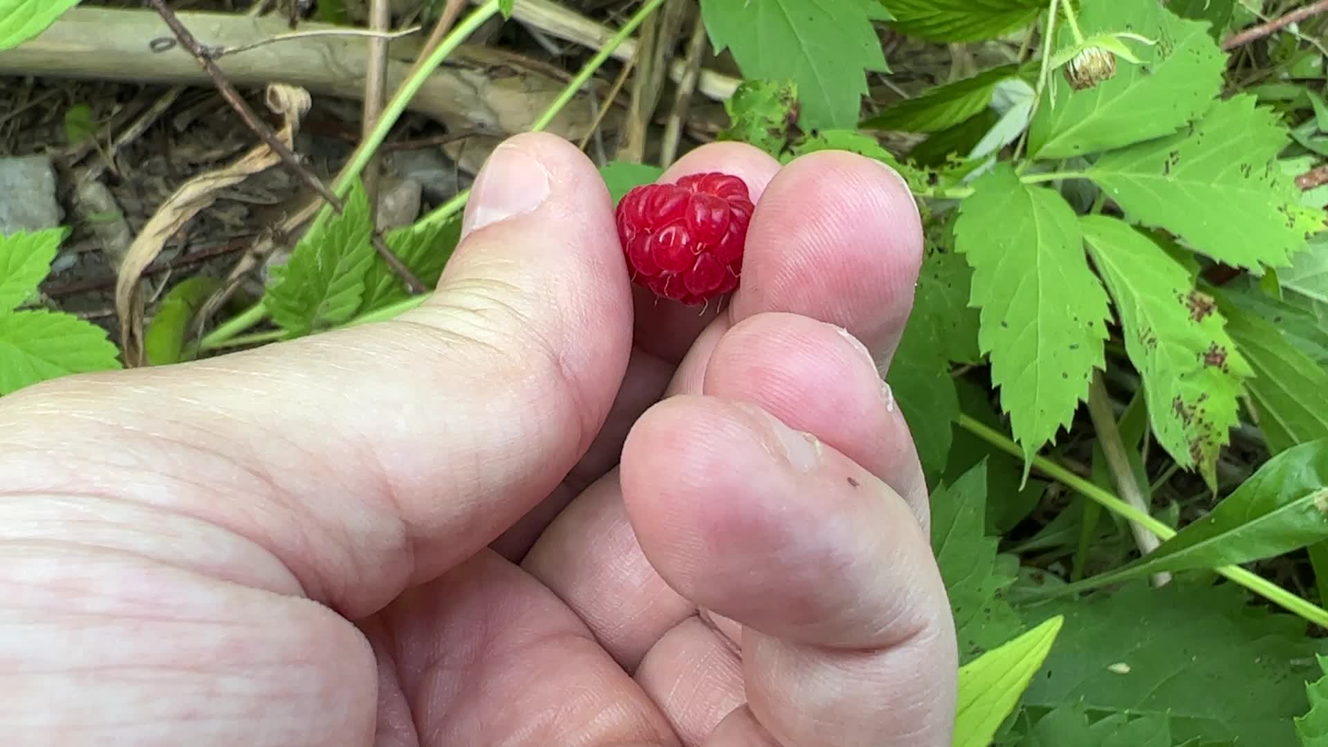 Wild raspberry picking
