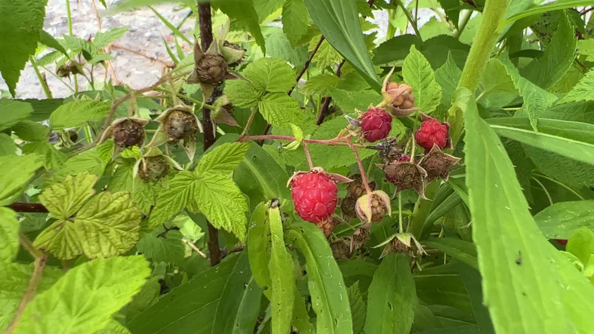 Wild raspberry picking