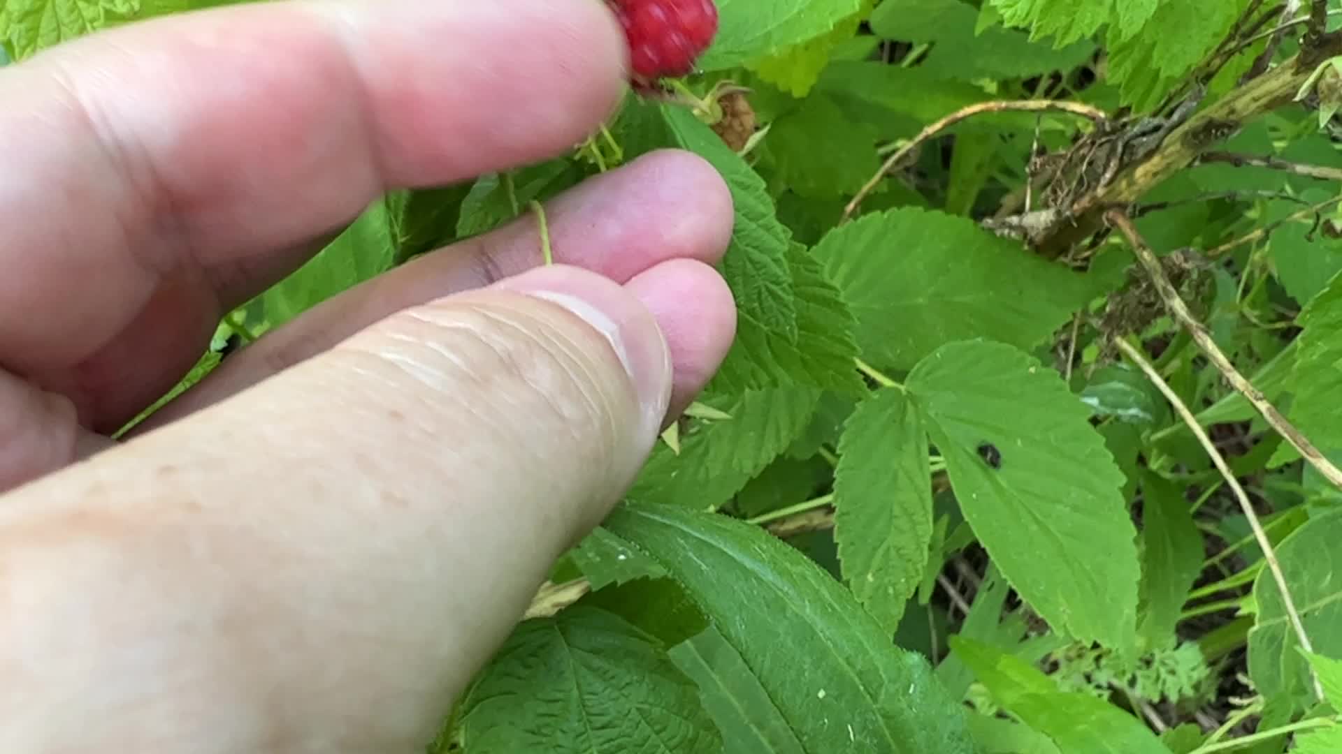 Wild raspberry picking
