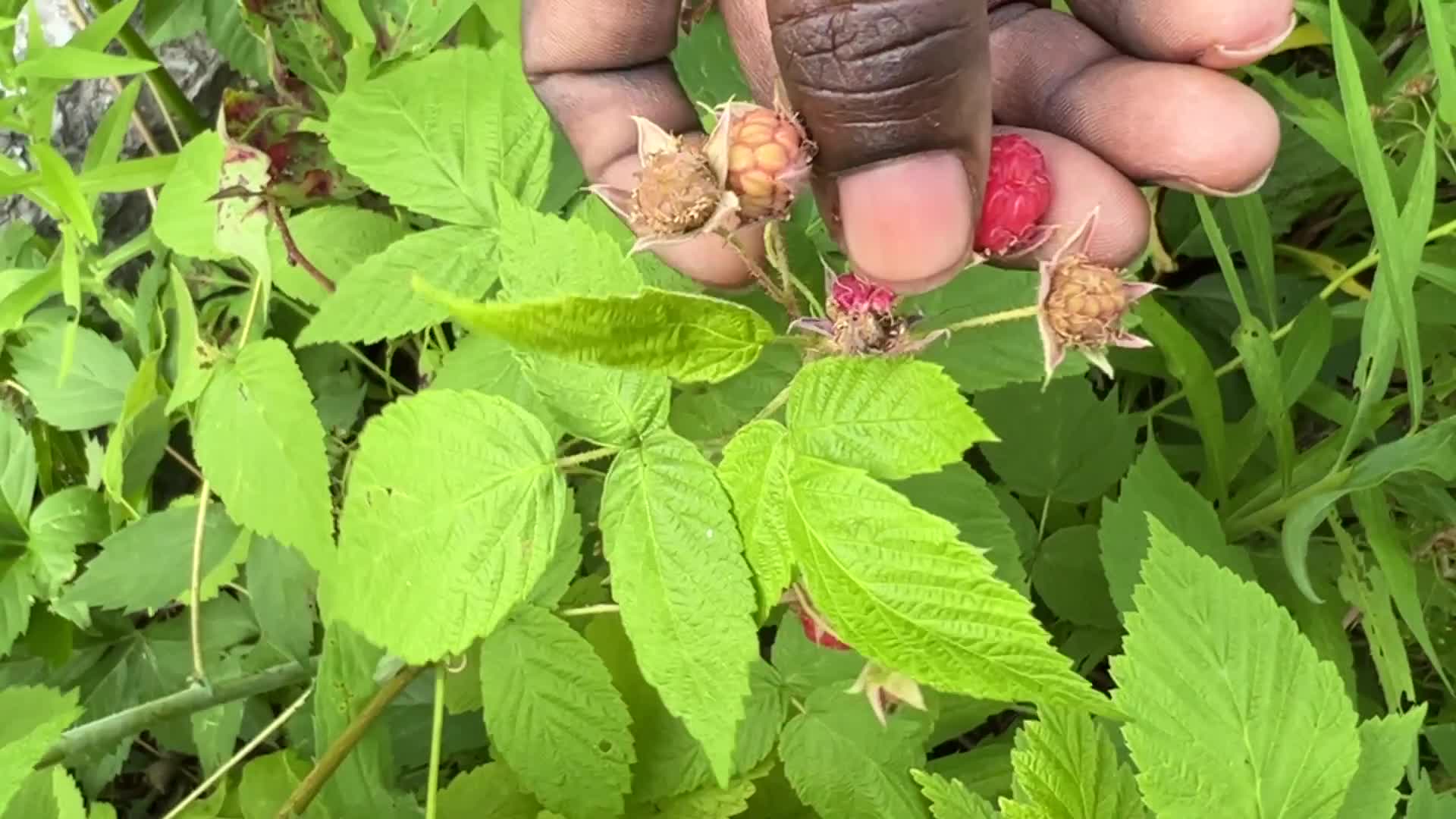 Wild raspberry picking