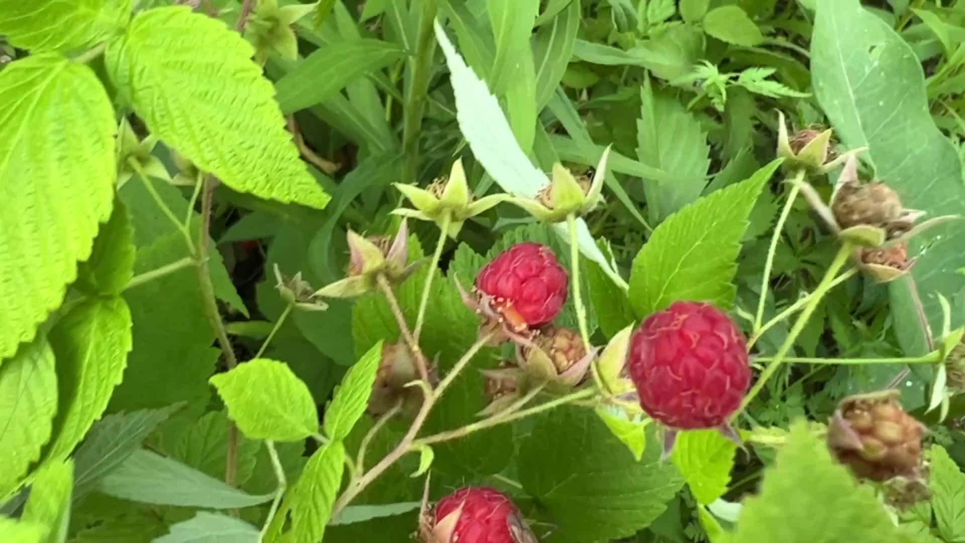 Wild raspberry picking