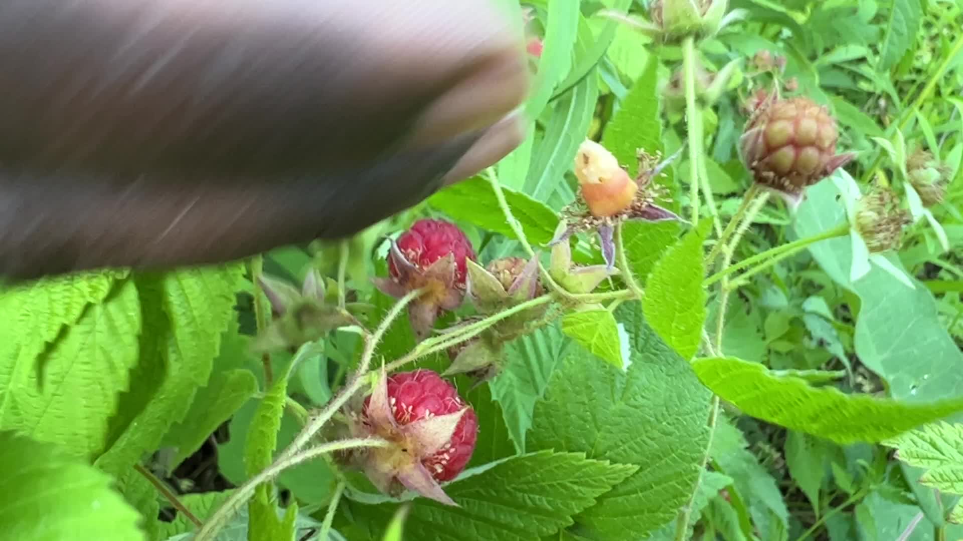 Wild raspberry picking