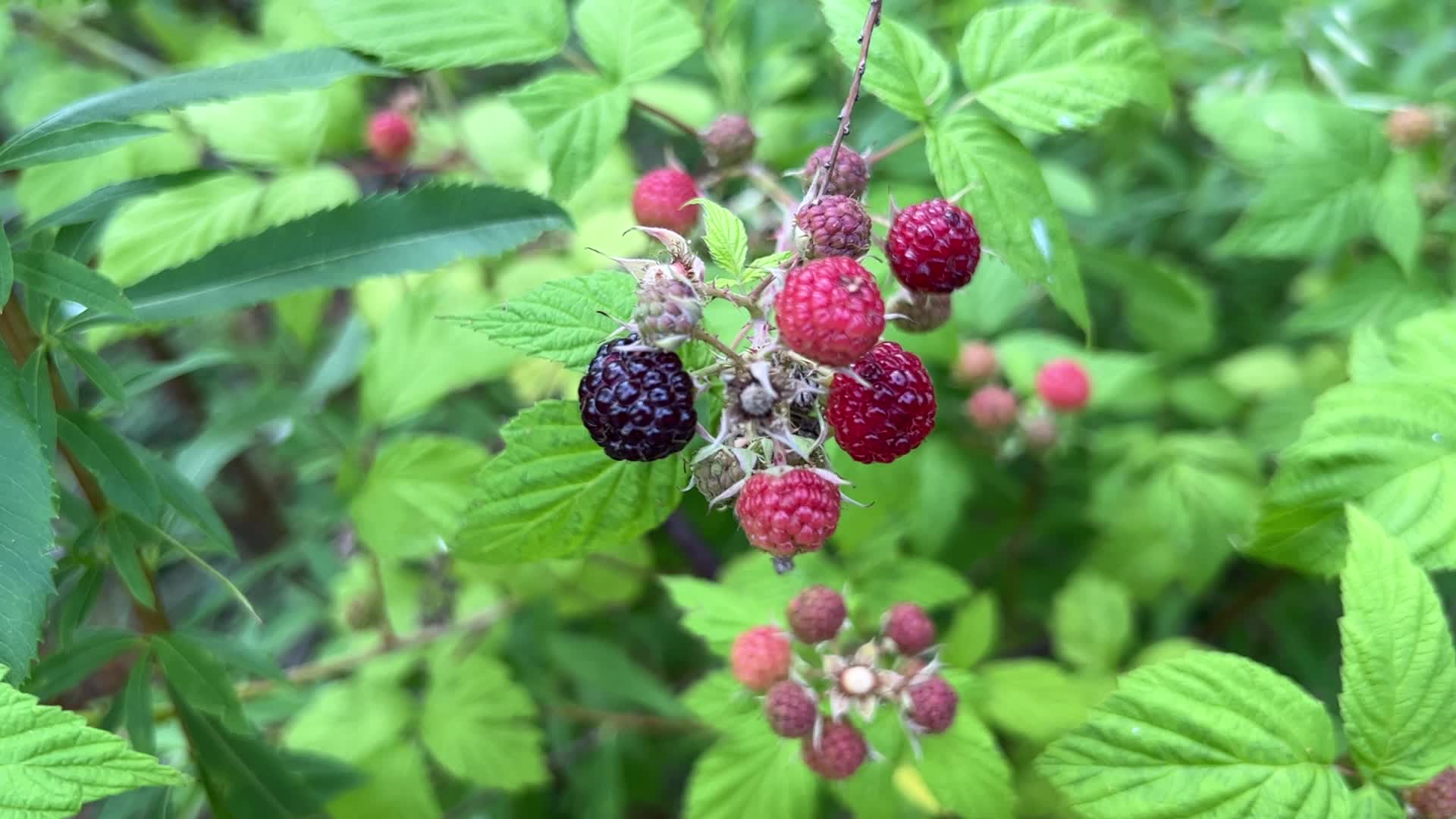 Wild blackberry picking
