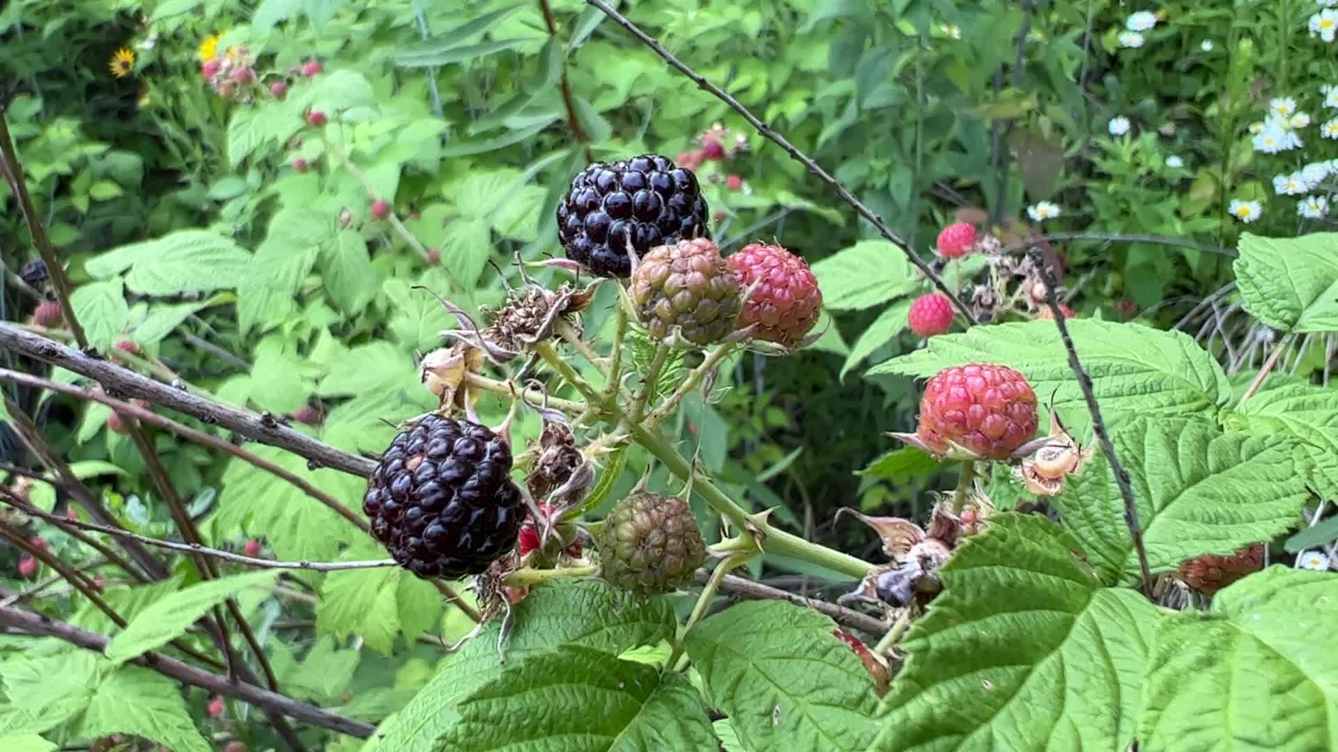 Wild blackberry picking