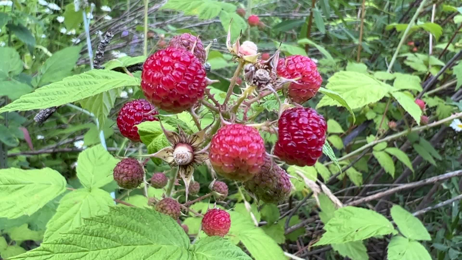 Wild blackberry picking
