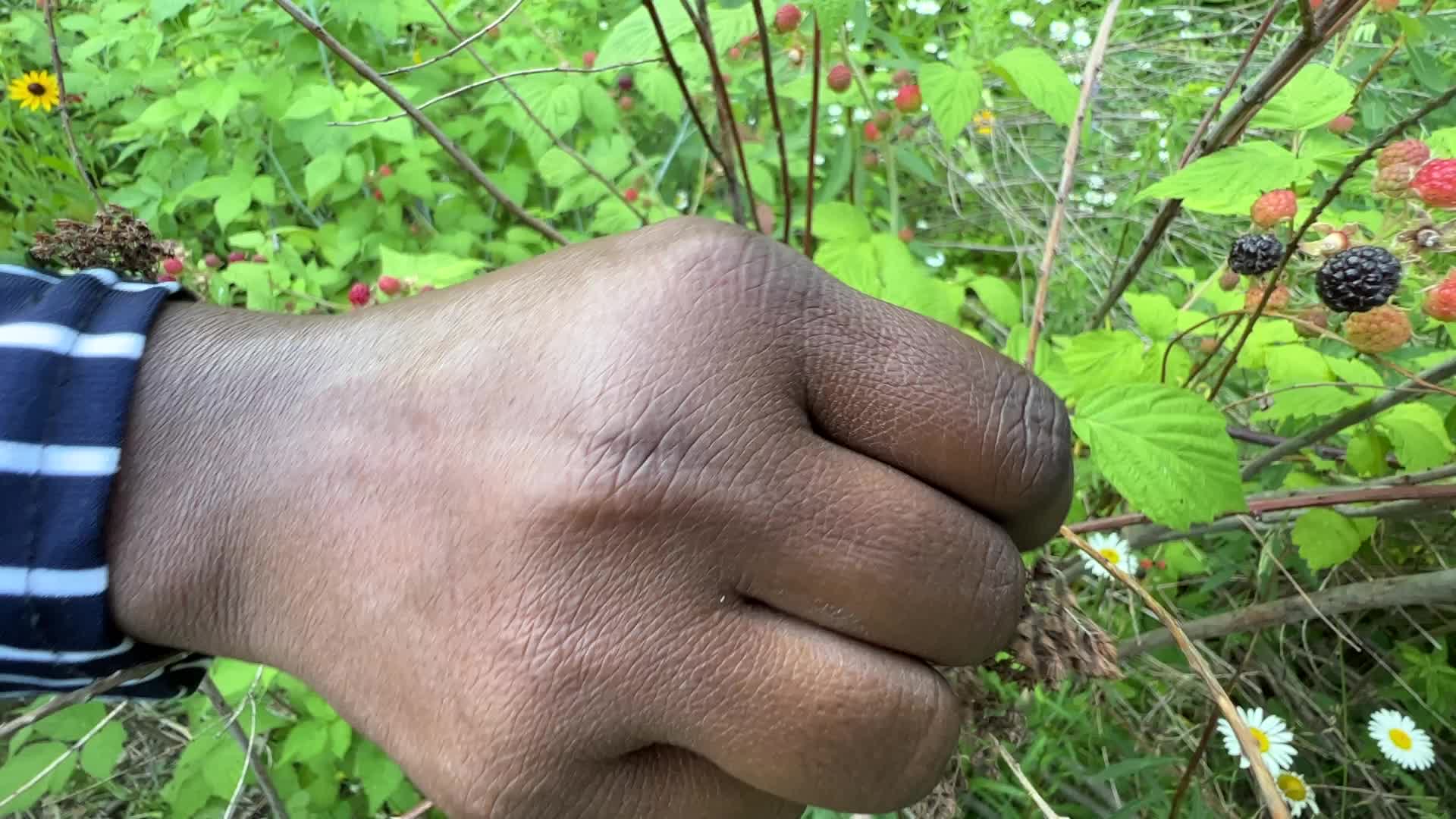 Wild blackberry picking