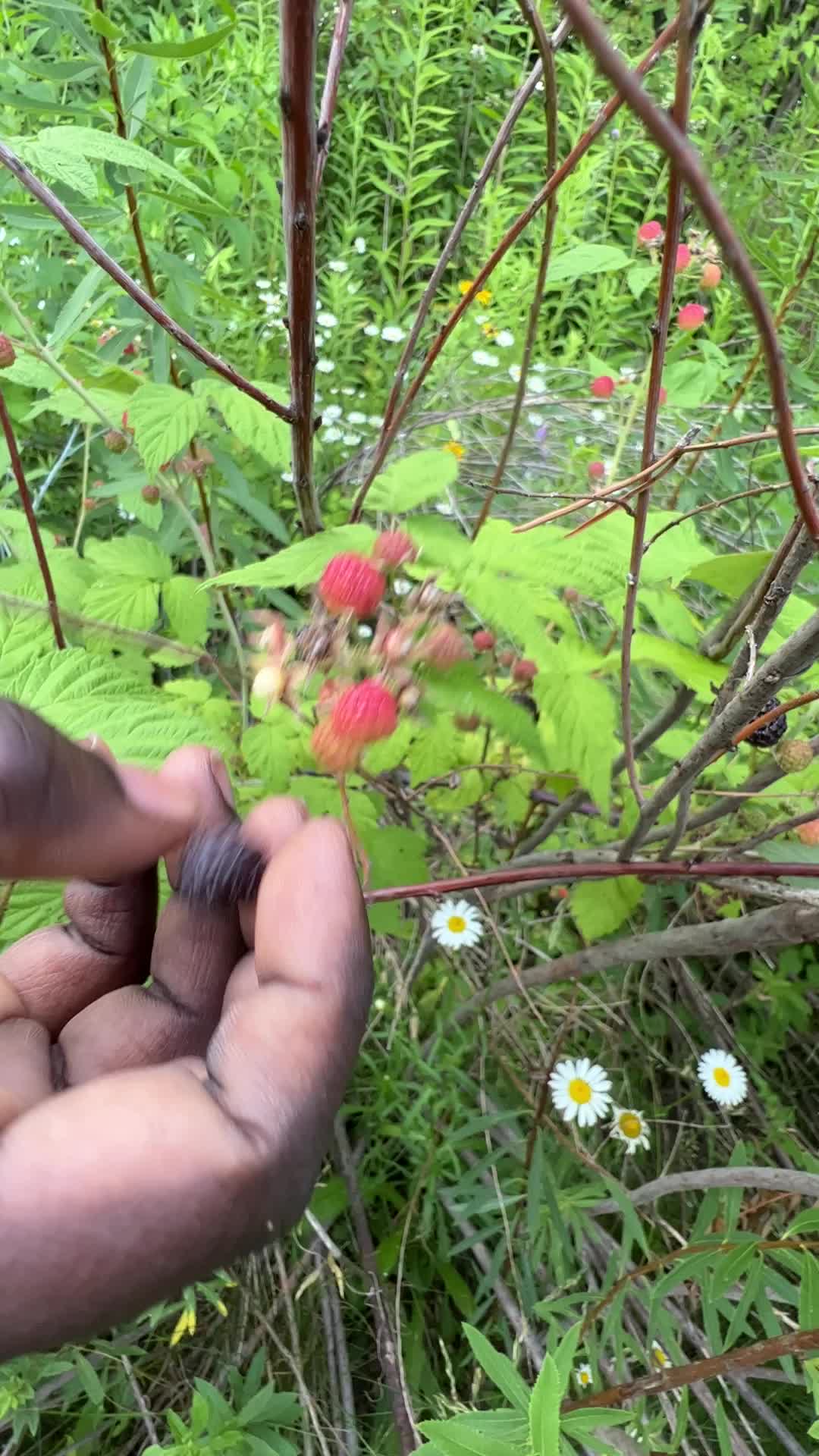 Wild blackberry picking